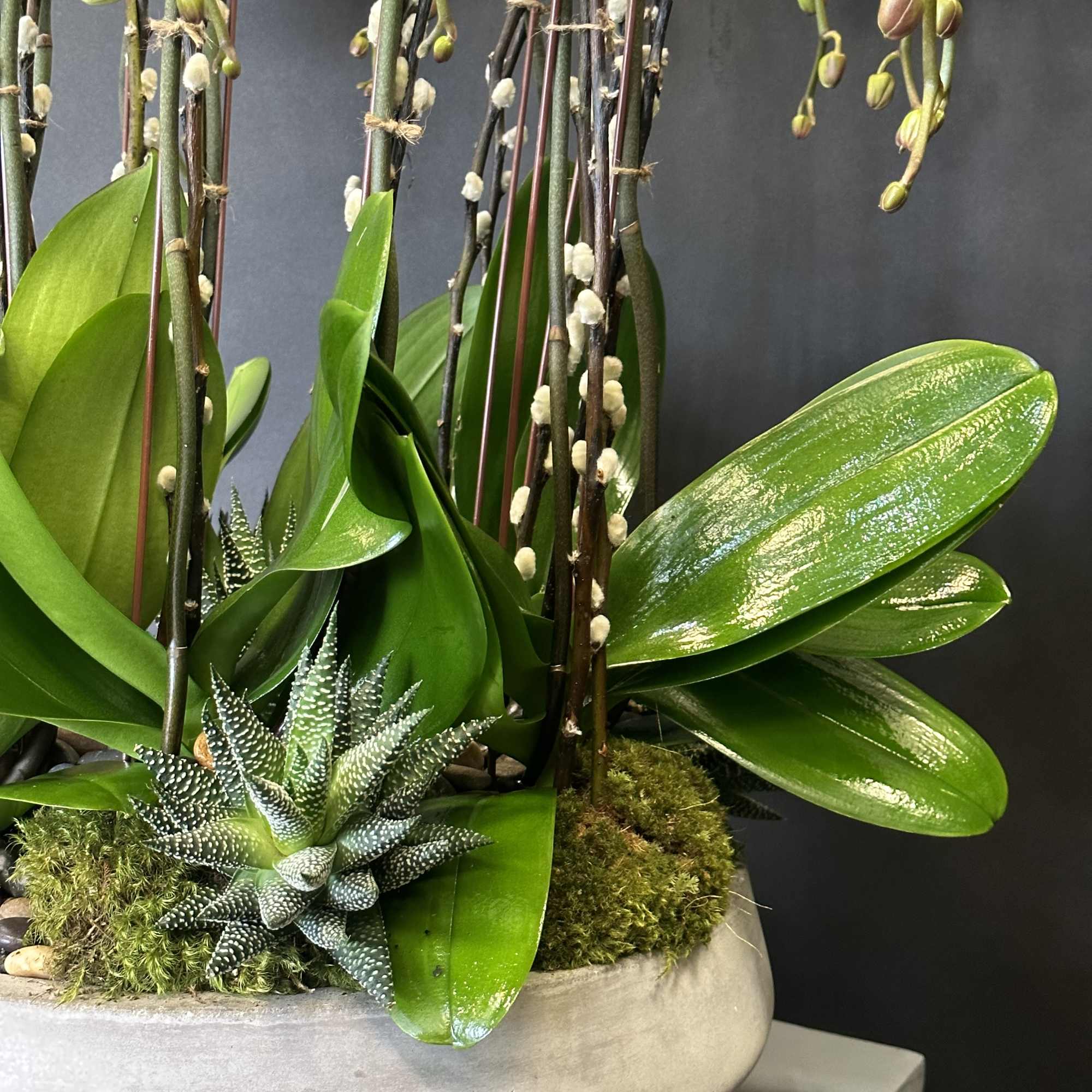 Potted orchid arrangement with succulents in a shallow bowl planter