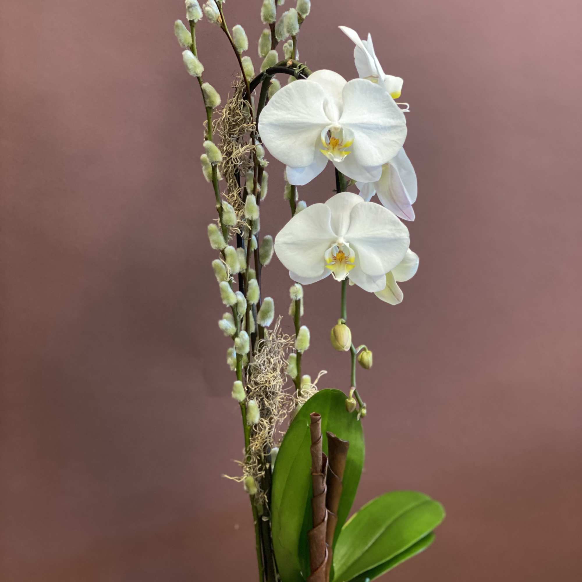 White orchids in a small white pot with tall fuzzy stems.