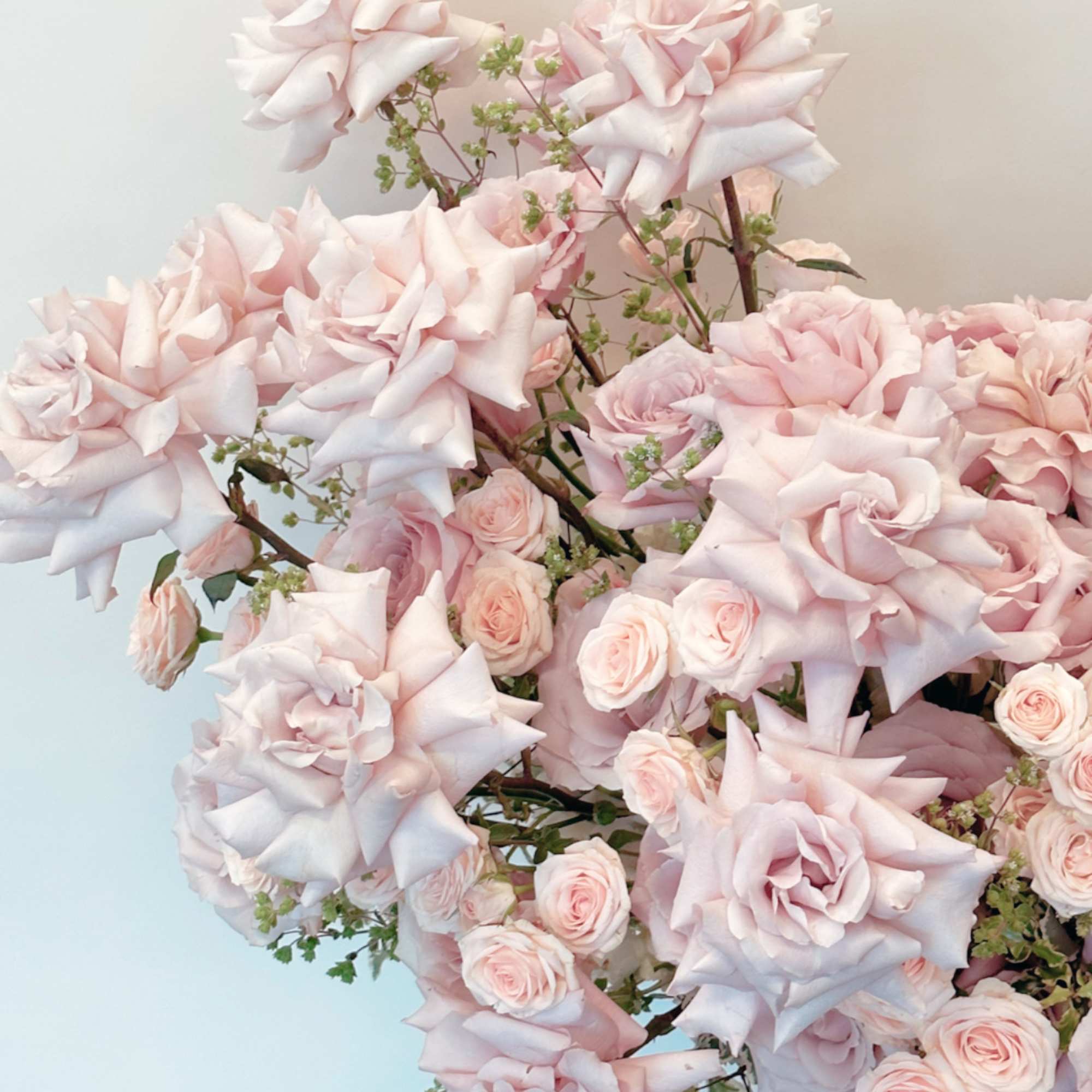 Light pink roses arranged in a bouquet with a pale blue box