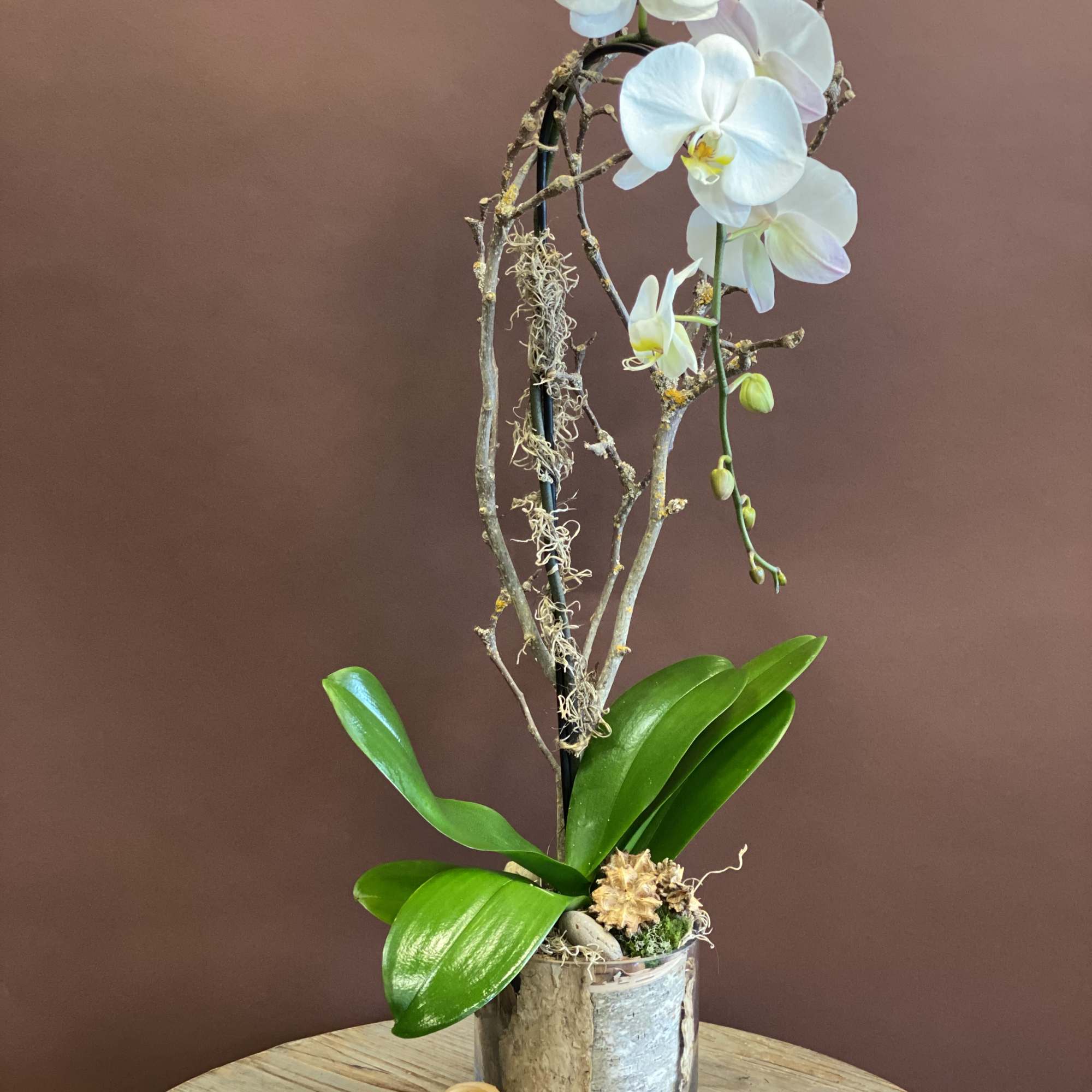 Embrace the organic beauty of our Earthy arrangement. With Phalaenopsis Orchids and