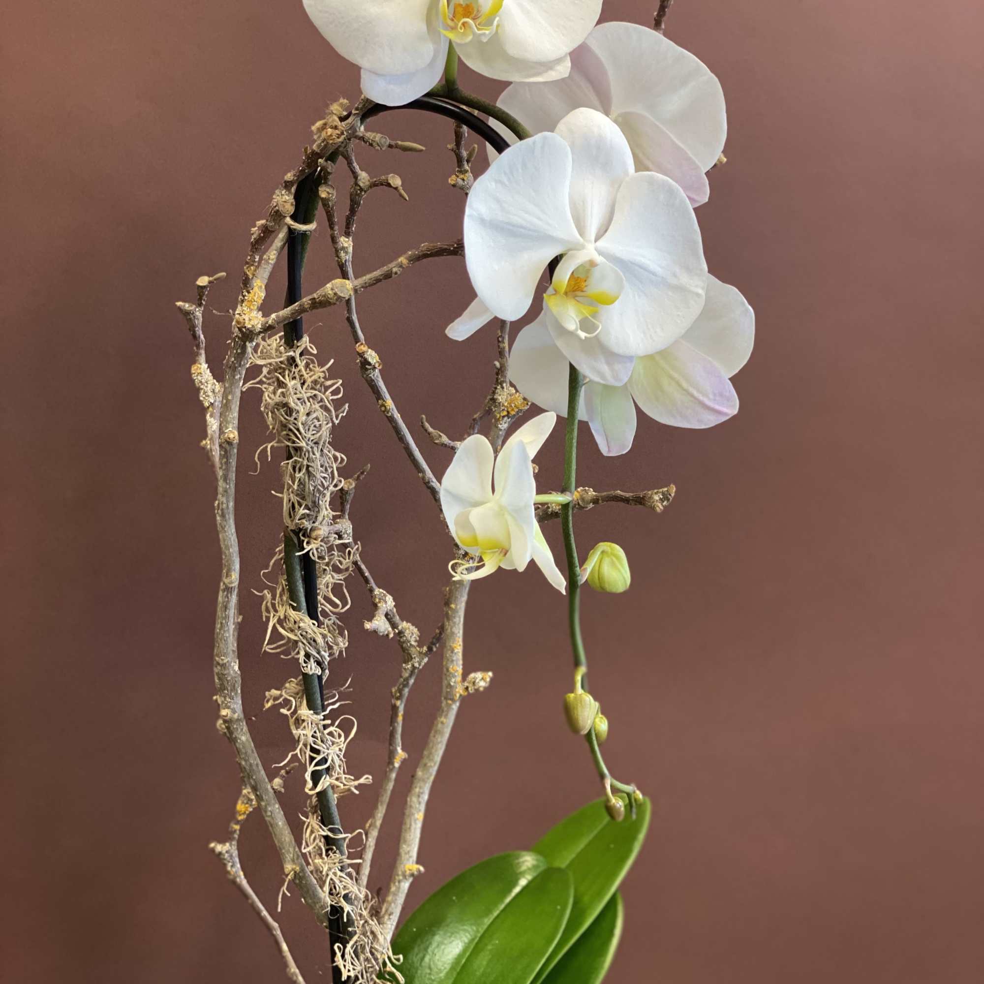 Embrace the organic beauty of our Earthy arrangement. With Phalaenopsis Orchids and