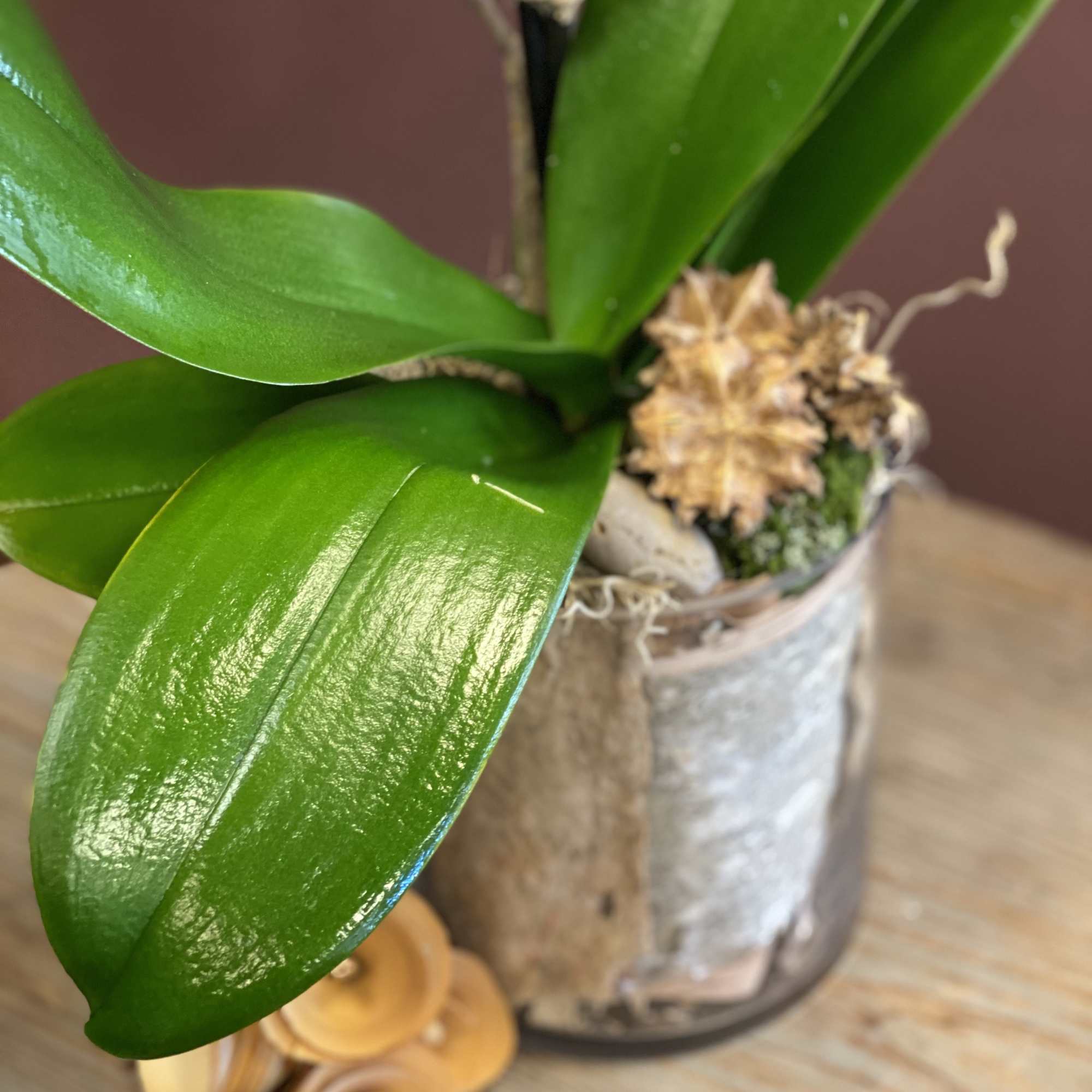 Embrace the organic beauty of our Earthy arrangement. With Phalaenopsis Orchids and