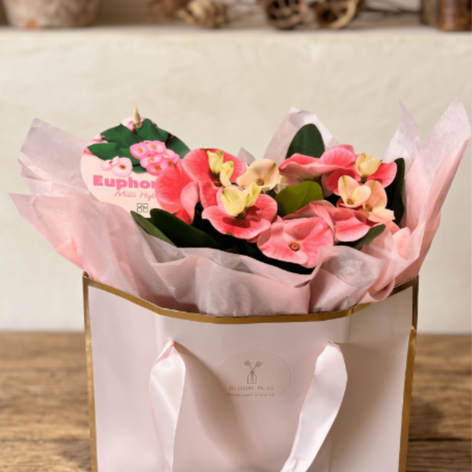 This elegant Crown of Thorns (Euphorbia) is arranged in a white ceramic