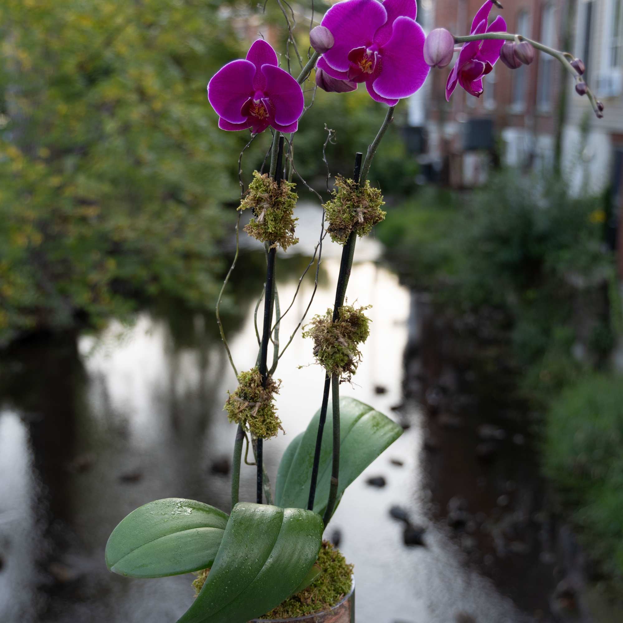 Potted purple orchids in a clear glass container