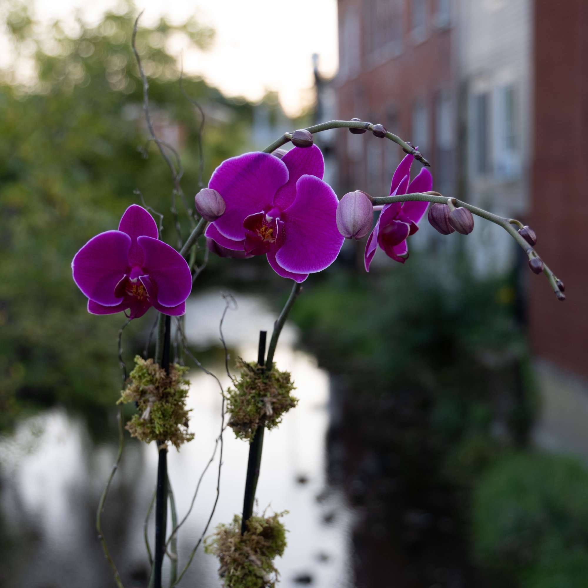 Purple orchid blooms on tall stems with moss accents