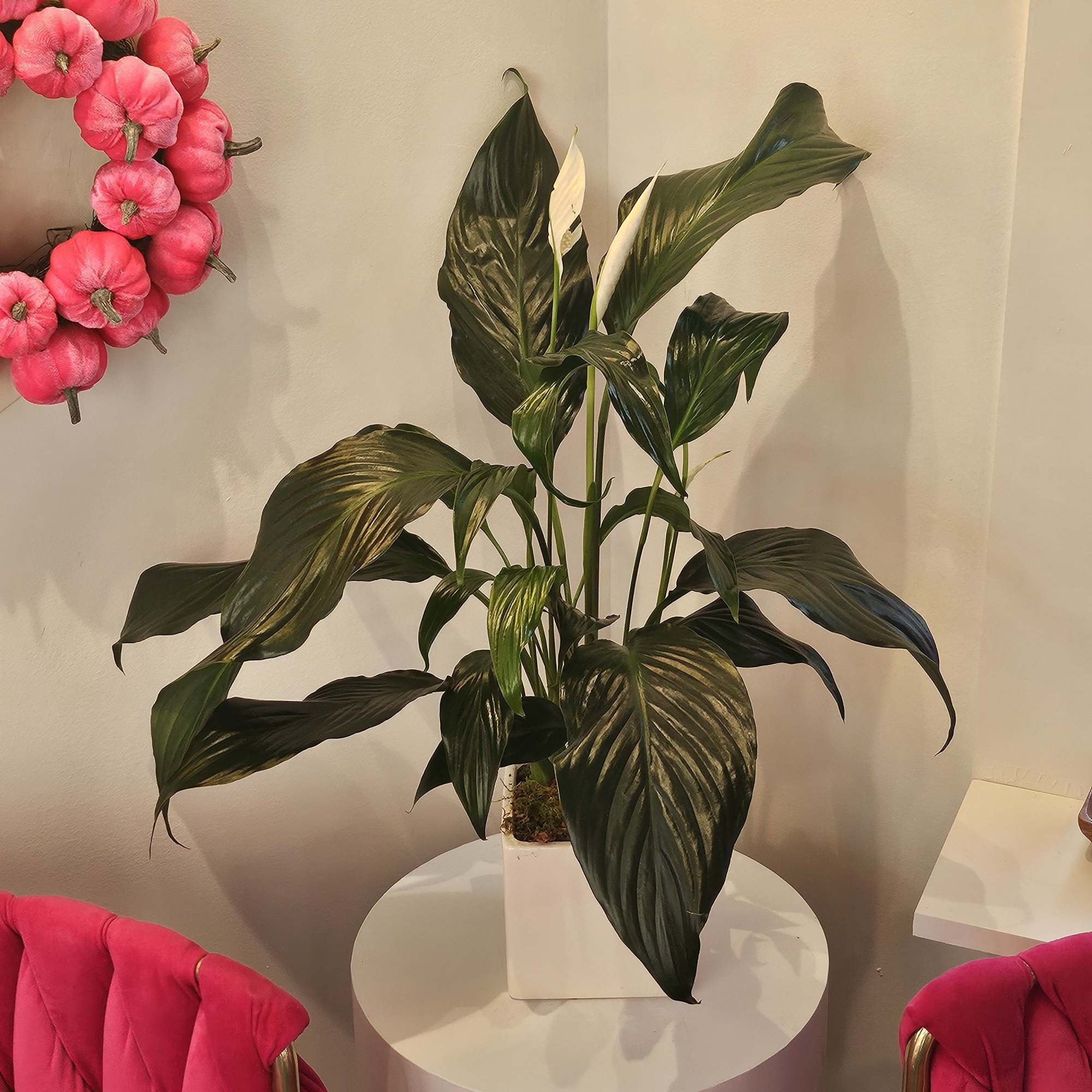 Potted peace lily with dark green leaves and white blooms in a white square planter