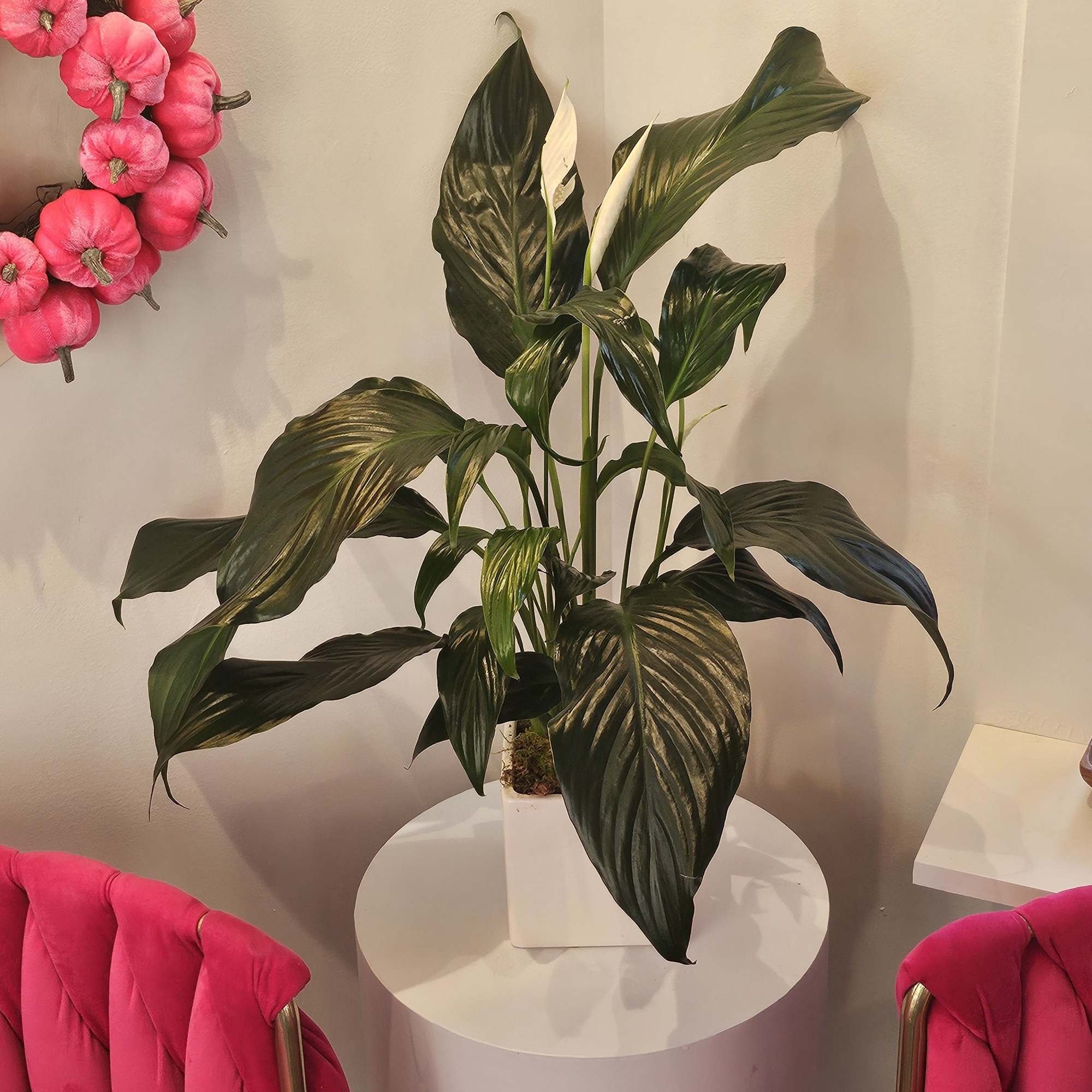 Potted peace lily plant with white blooms in a white square container