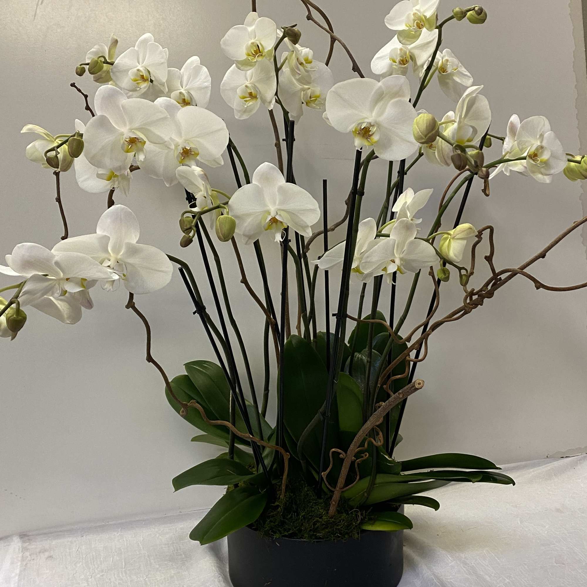 White orchid arrangement in a black pot with curly branches