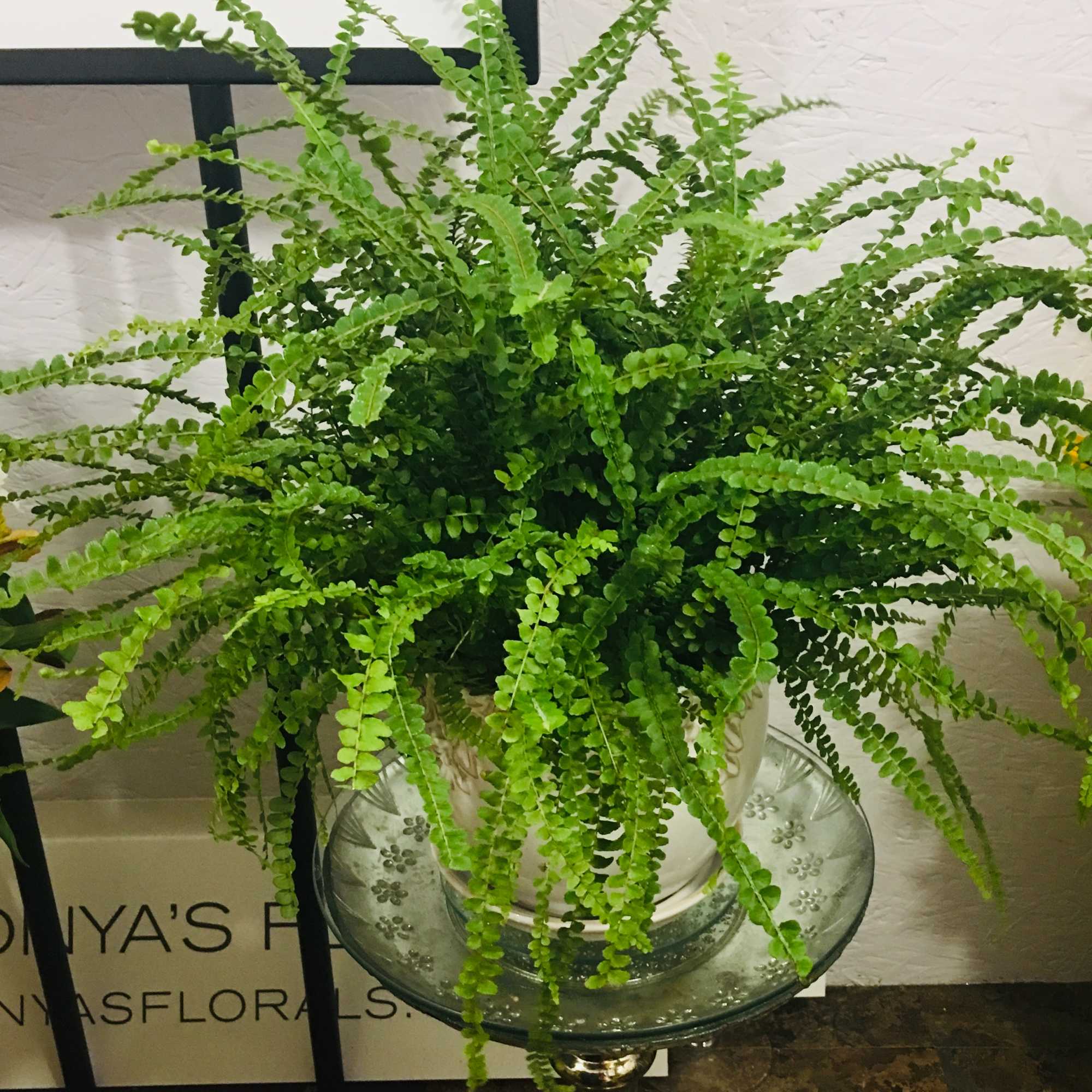 A lush green fern in a white pot on a glass stand