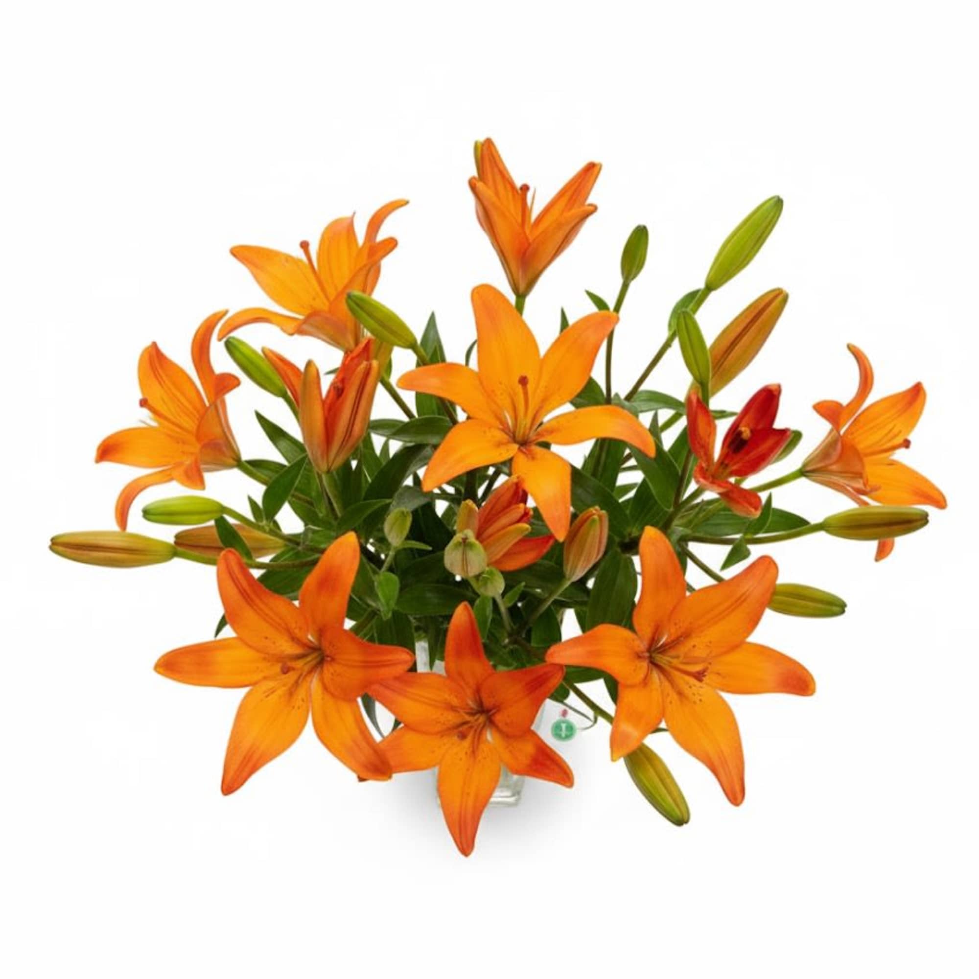  Pet Friendly?
No.Lilies are extremely toxic to cats and risky for household