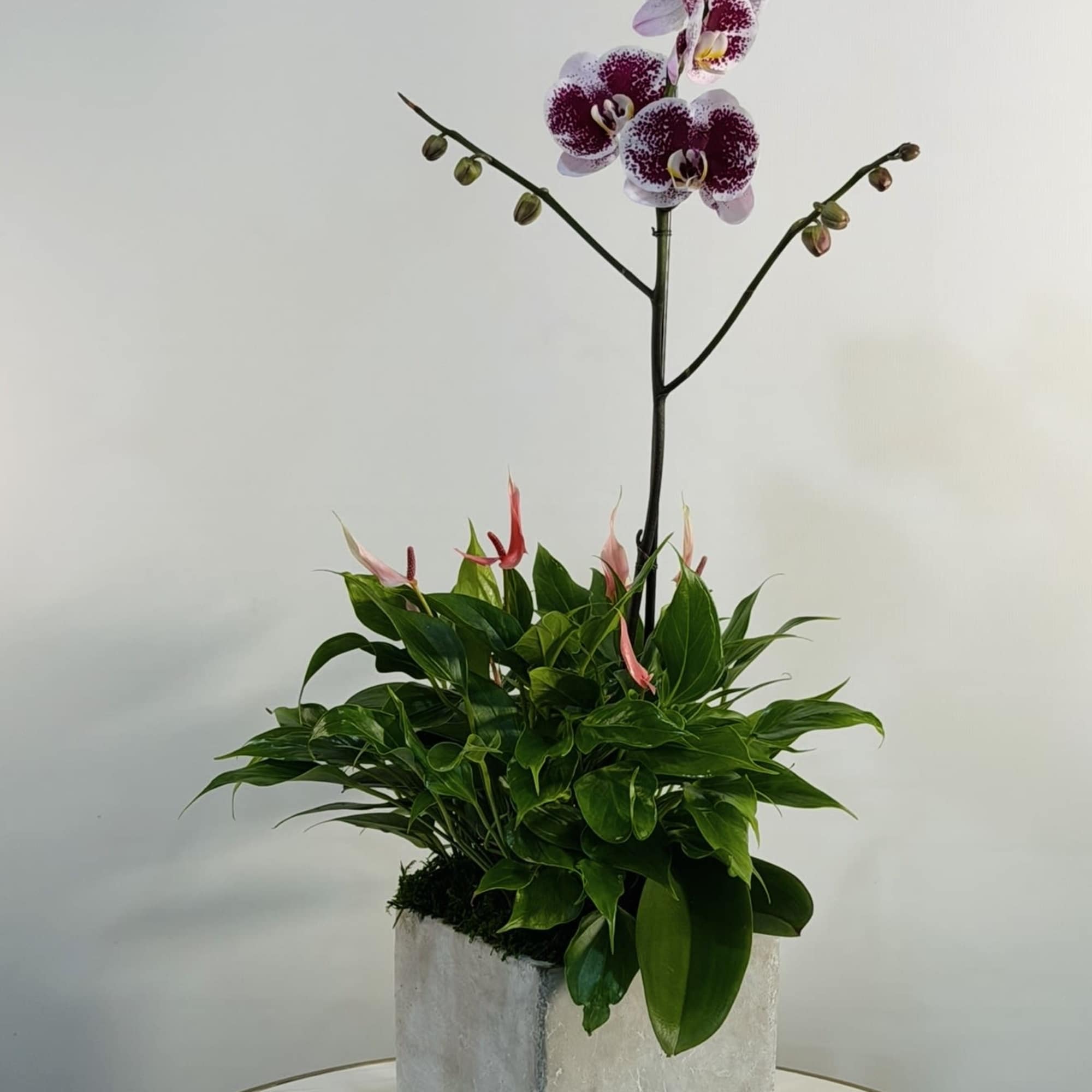 Bring elegance and tranquility into any space with our Orchid Serenity Garden