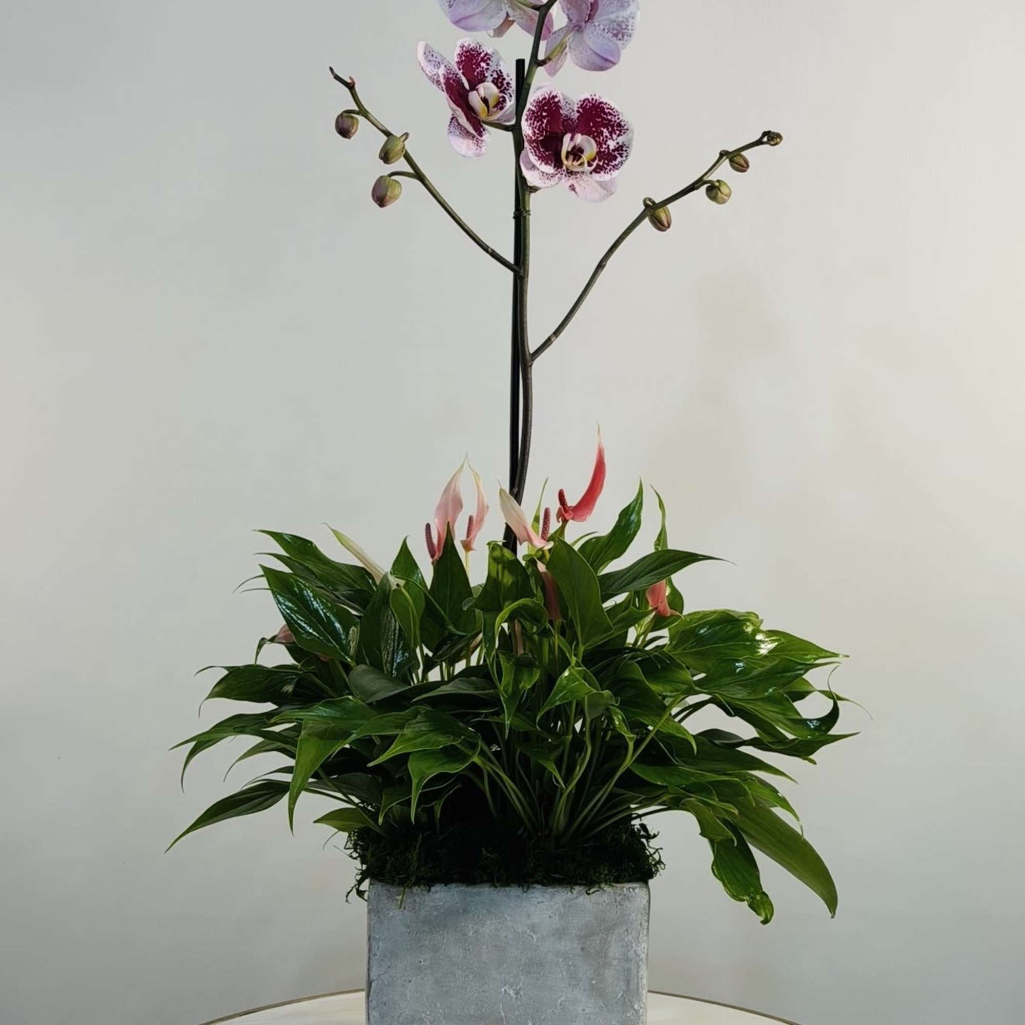 Bring elegance and tranquility into any space with our Orchid Serenity Garden
