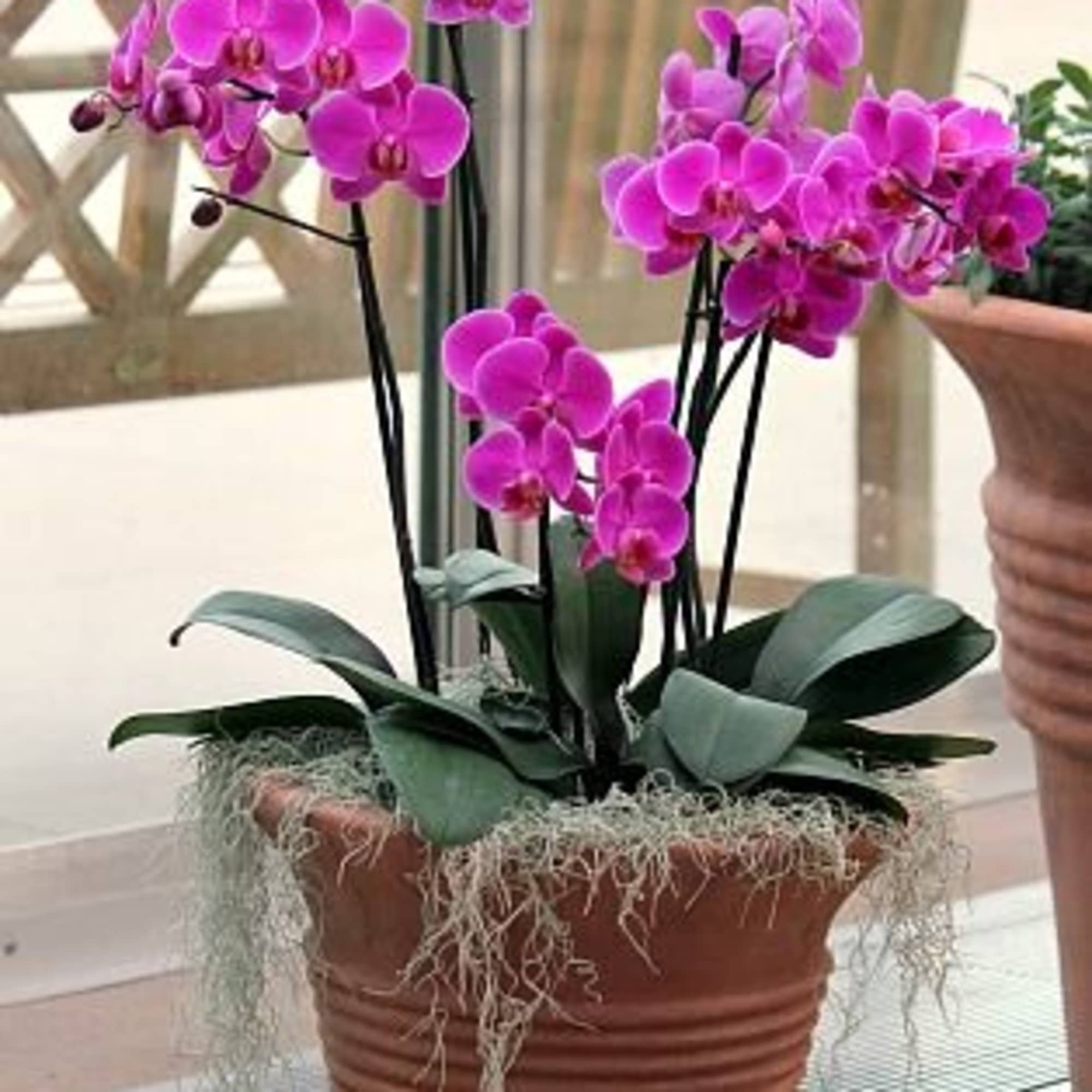 Designers choice orchid forest arrangement these long lasting 
Blooms are perfect for