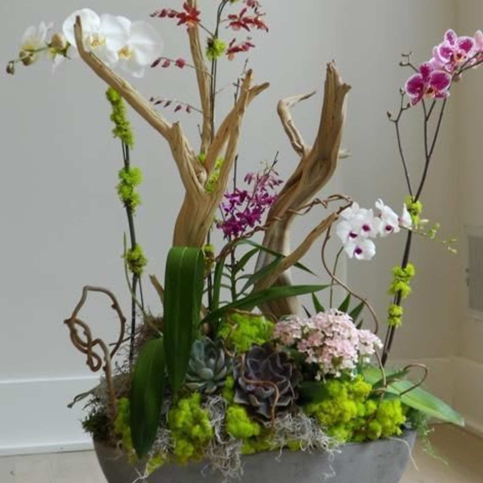 Designers choice orchid forest arrangement these long lasting 
Blooms are perfect for