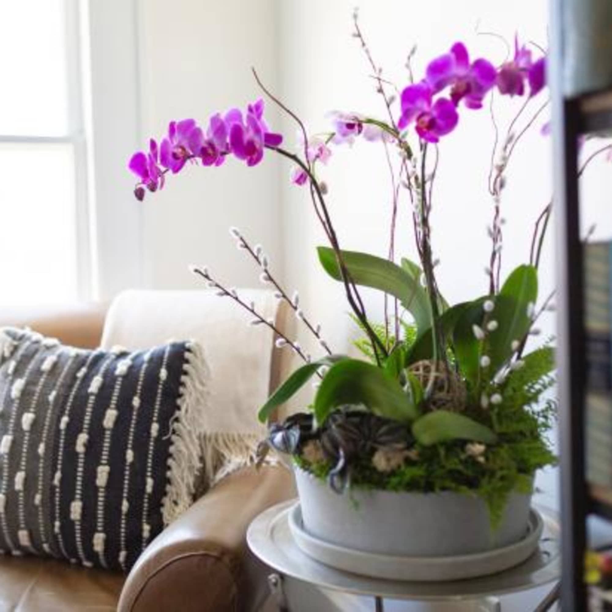 Designers choice orchid forest arrangement these long lasting 
Blooms are perfect for