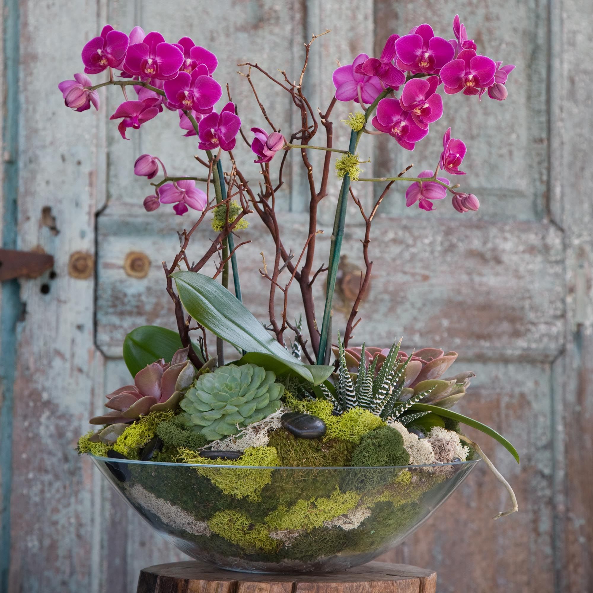 Designers choice orchid forest arrangement these long lasting 
Blooms are perfect for