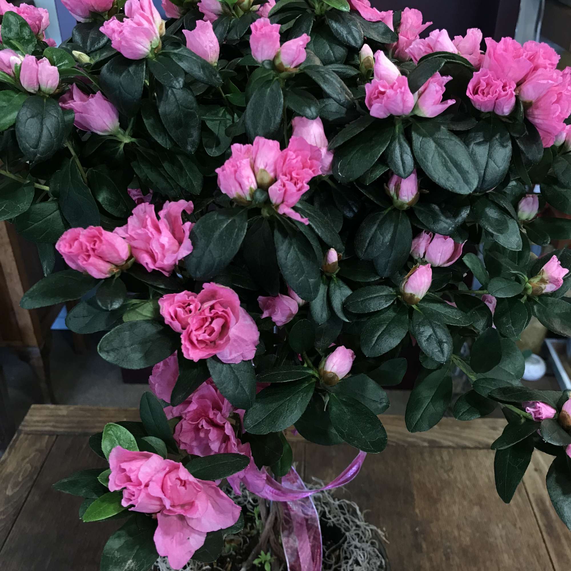 Pink azalea flowers in a potted plant with dark green leaves