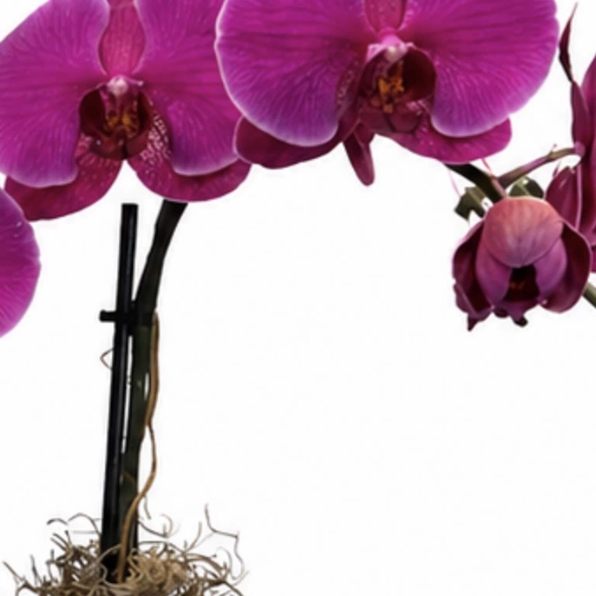 Magenta phalaenopsis orchids rise in elegant sprays from a white ceramic pot