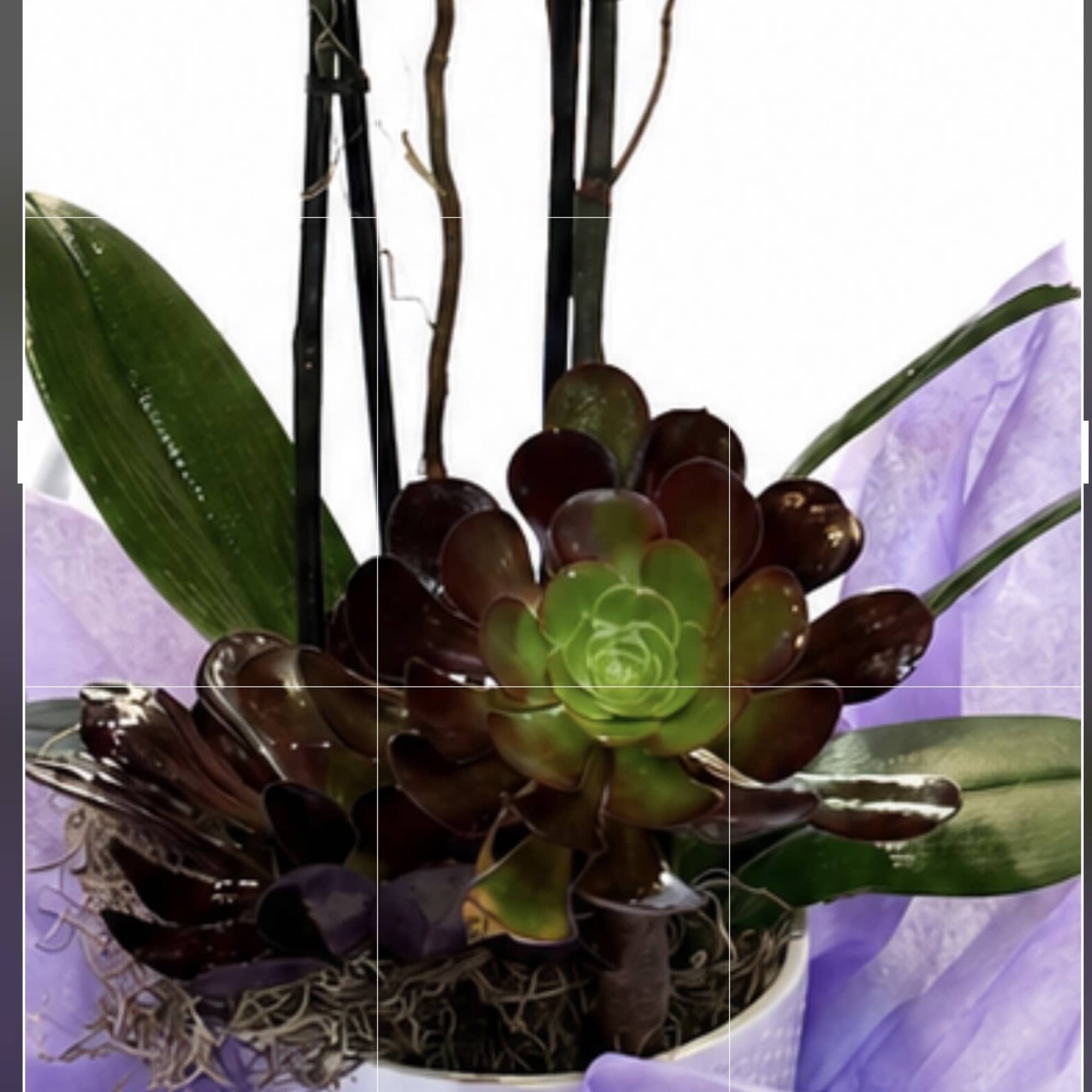 Magenta phalaenopsis orchids rise in elegant sprays from a white ceramic pot
