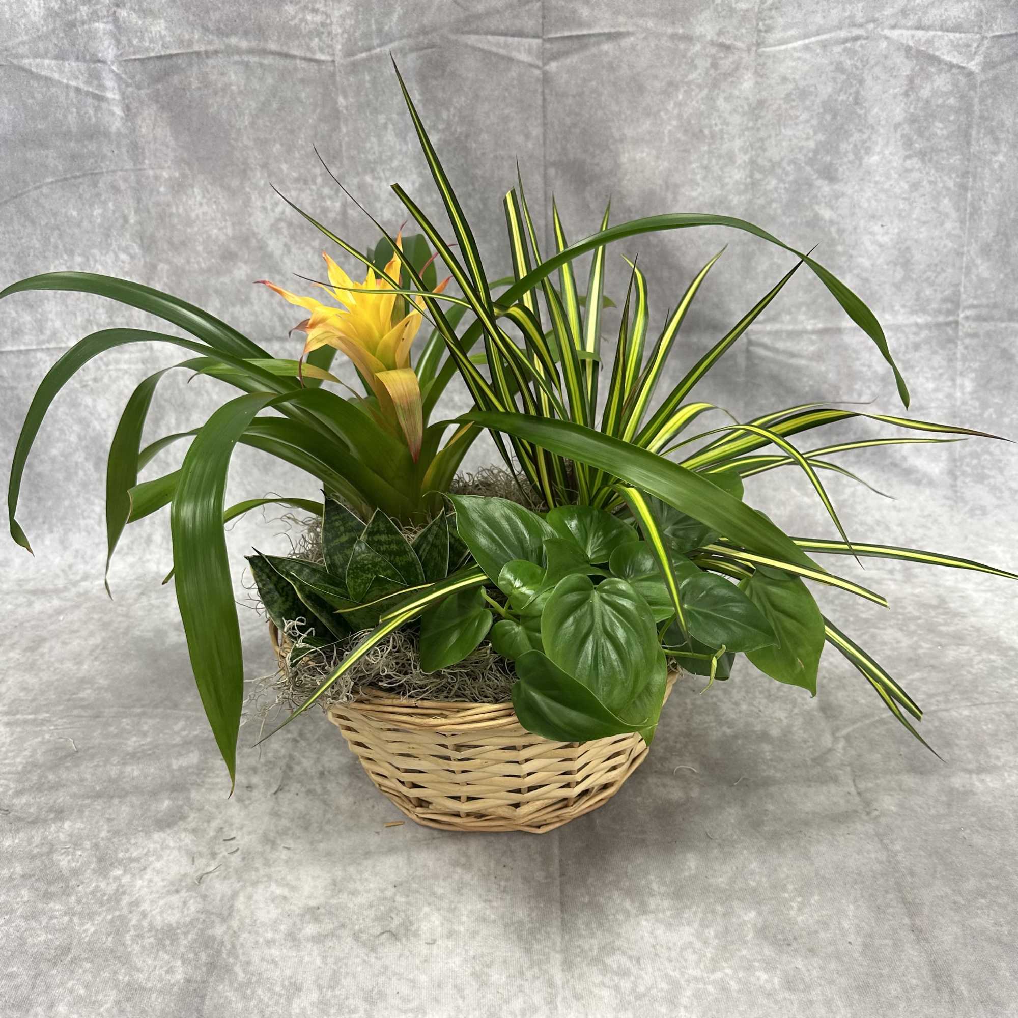 A beautiful, assorted mix of house plants for the home. 
Comes with