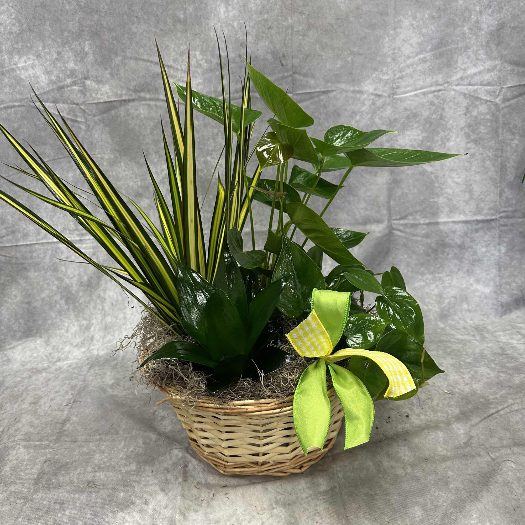 A beautiful, assorted mix of house plants for the home. 
Comes with