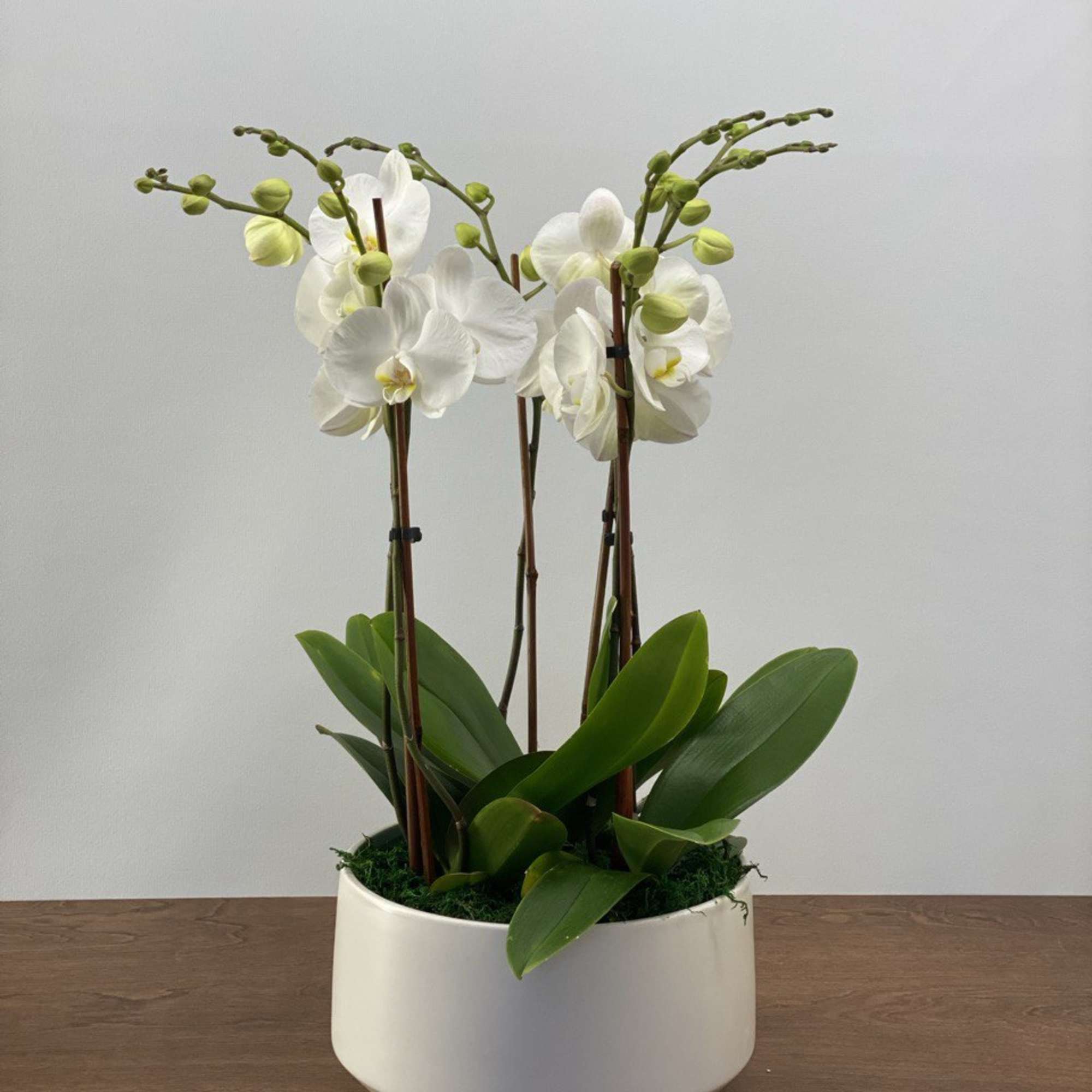 White orchids in a white ceramic pot with broad green leaves
