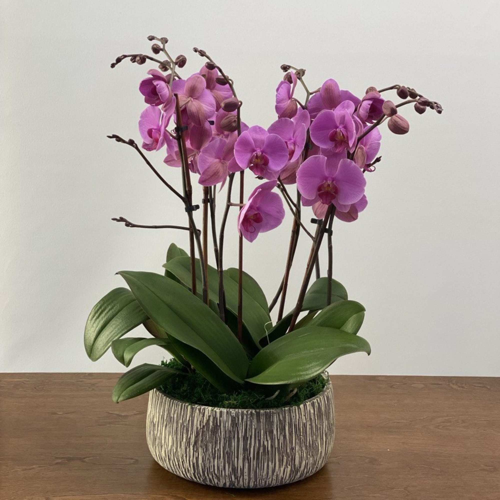 Pink orchid plant in a textured ceramic pot