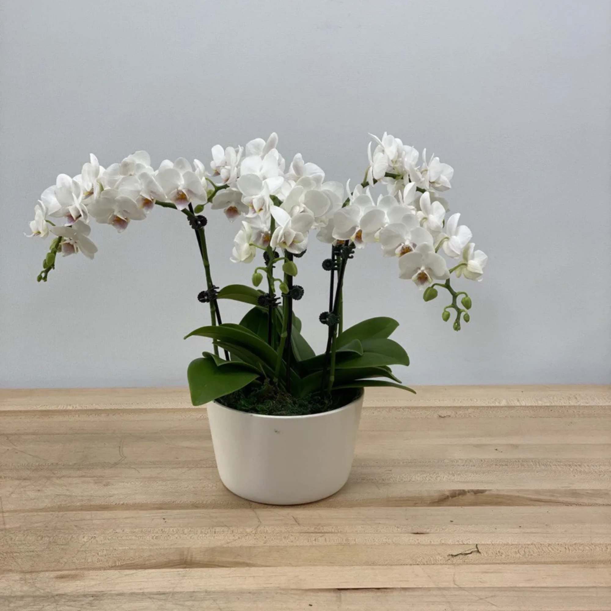 White orchid plant in a white pot on a wooden table