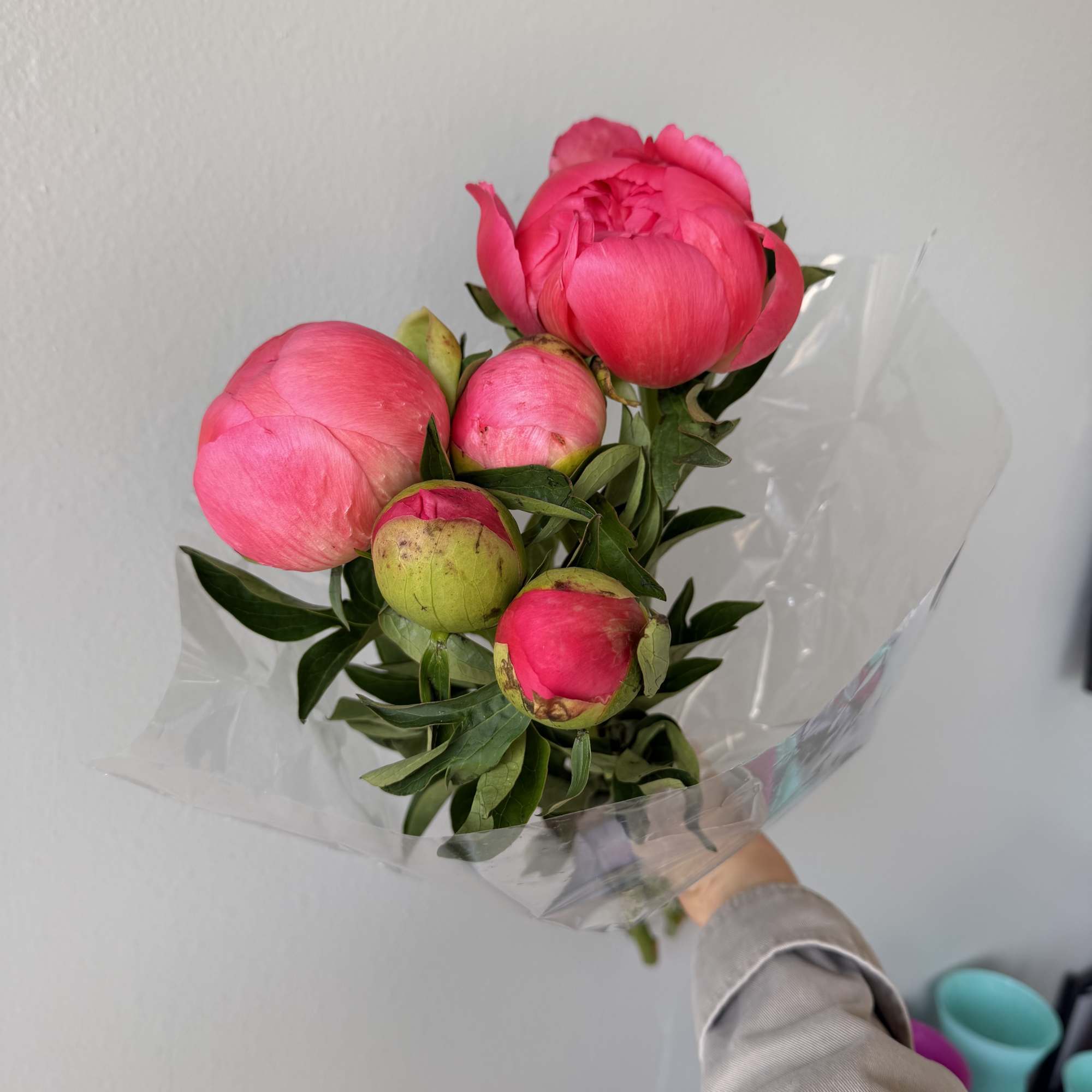 wholesale pack of peonies