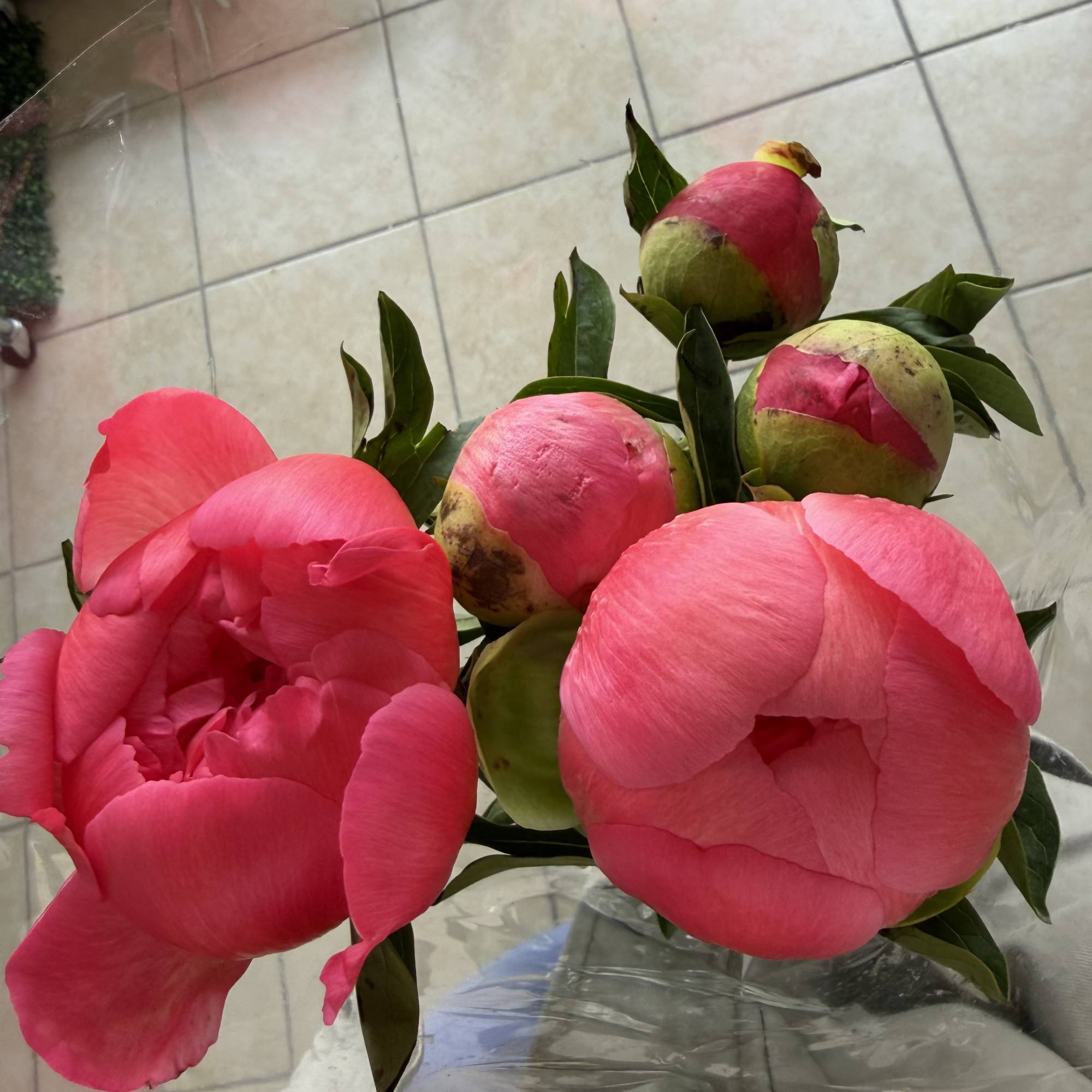 wholesale pack of peonies