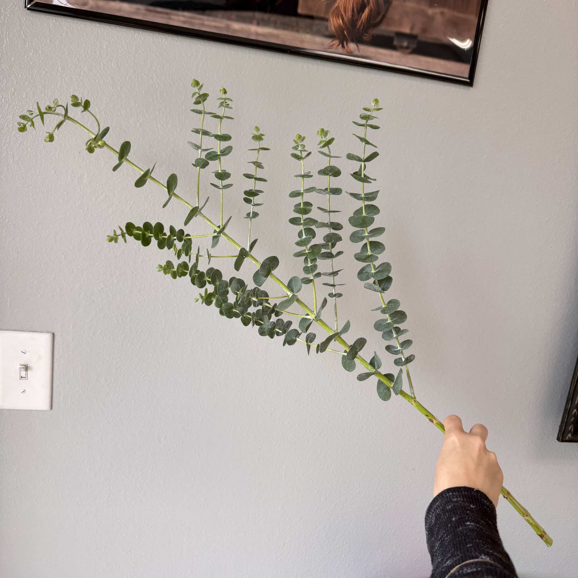 Fragrant greenery with a beautiful sage green/ blue tone