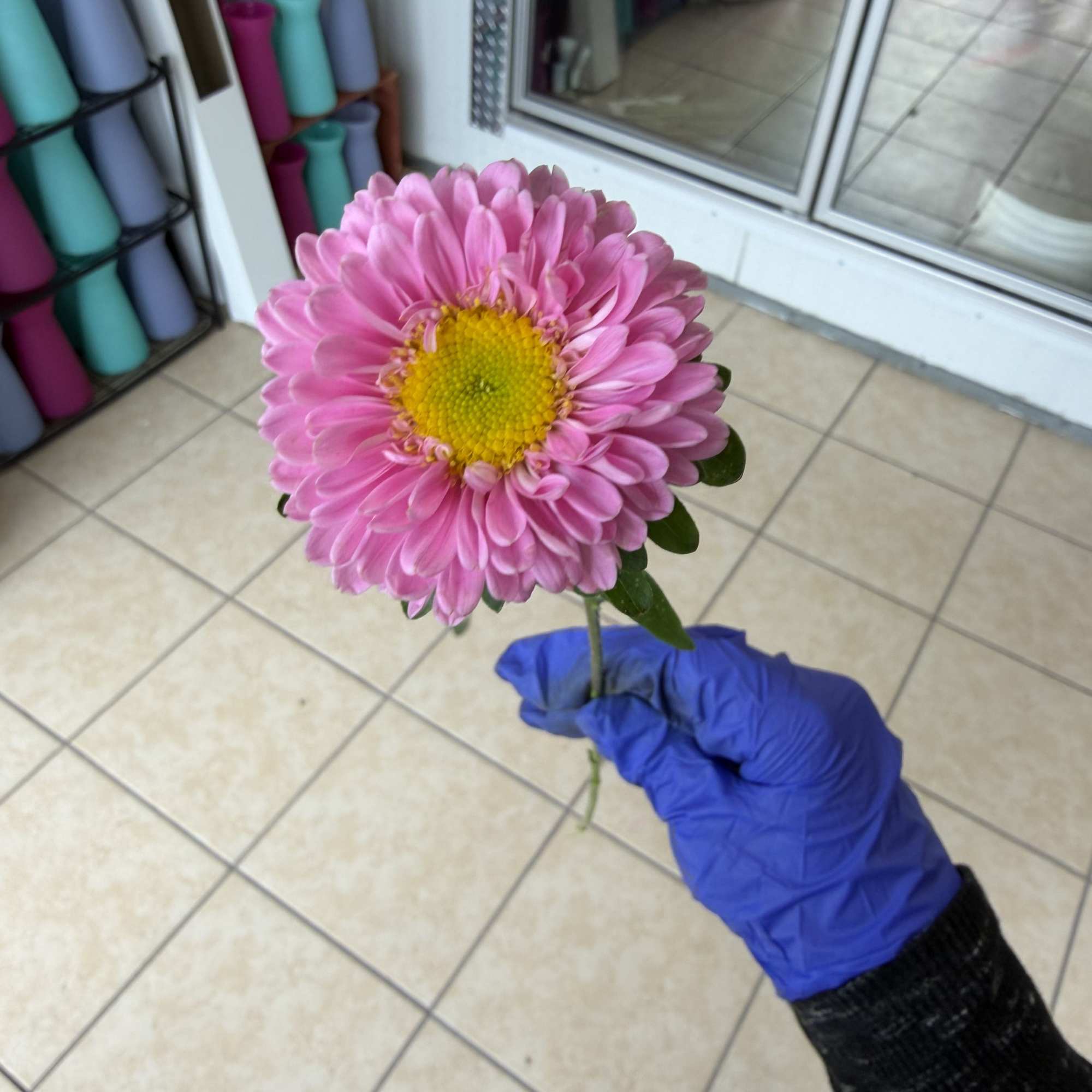 Single stem of matsu. Available in red pink hot pink and white