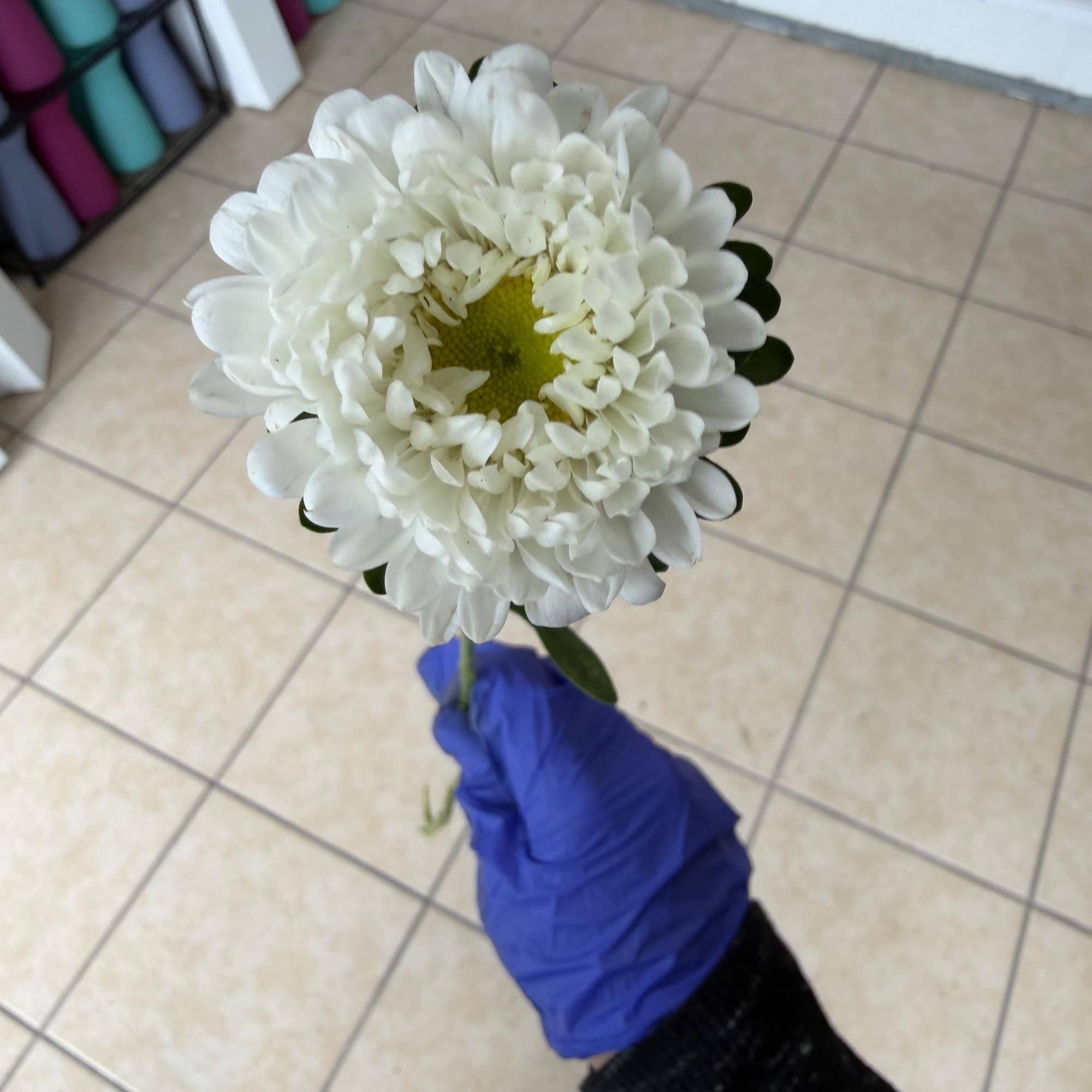 Single stem of matsu. Available in red pink hot pink and white