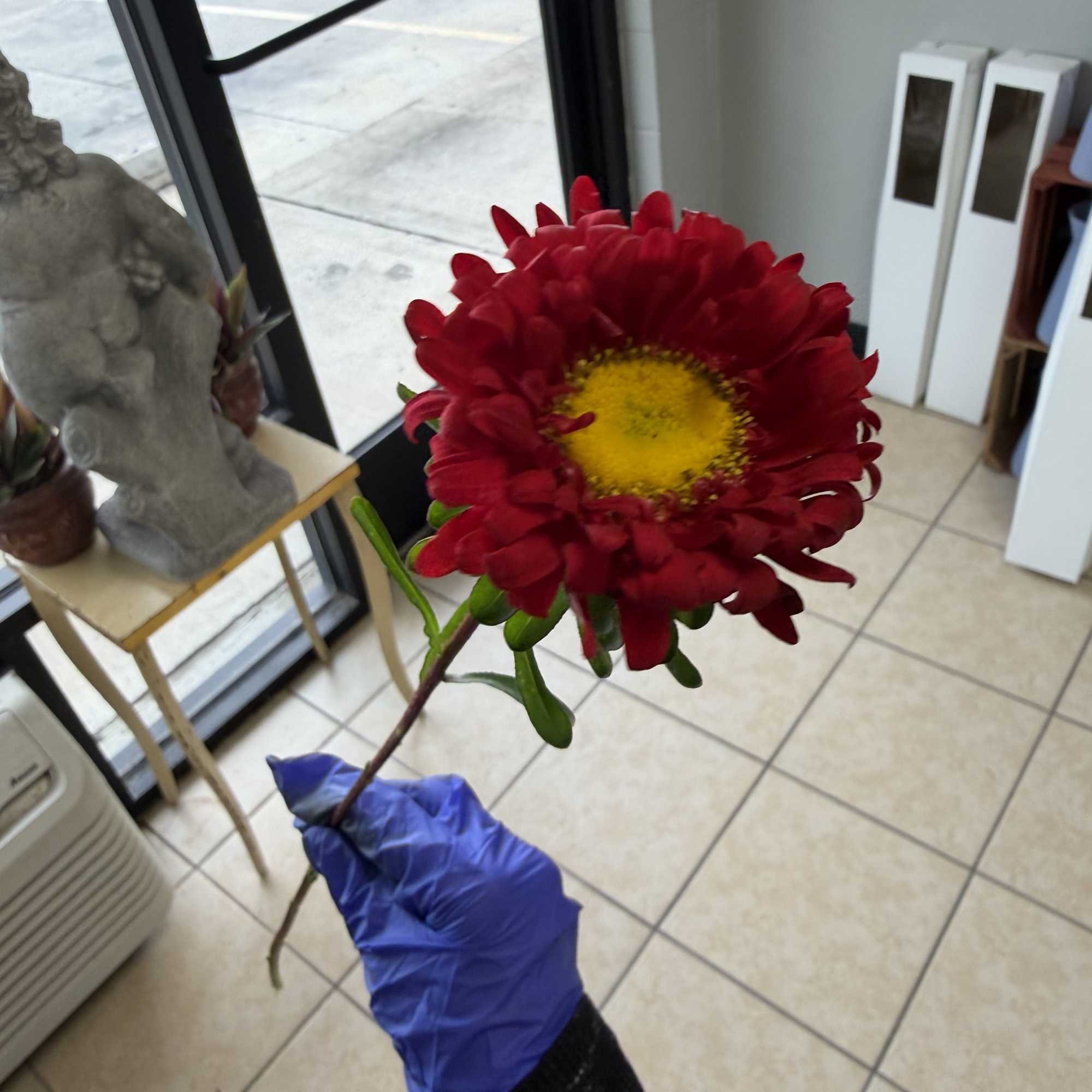 Single stem of matsu. Available in red pink hot pink and white