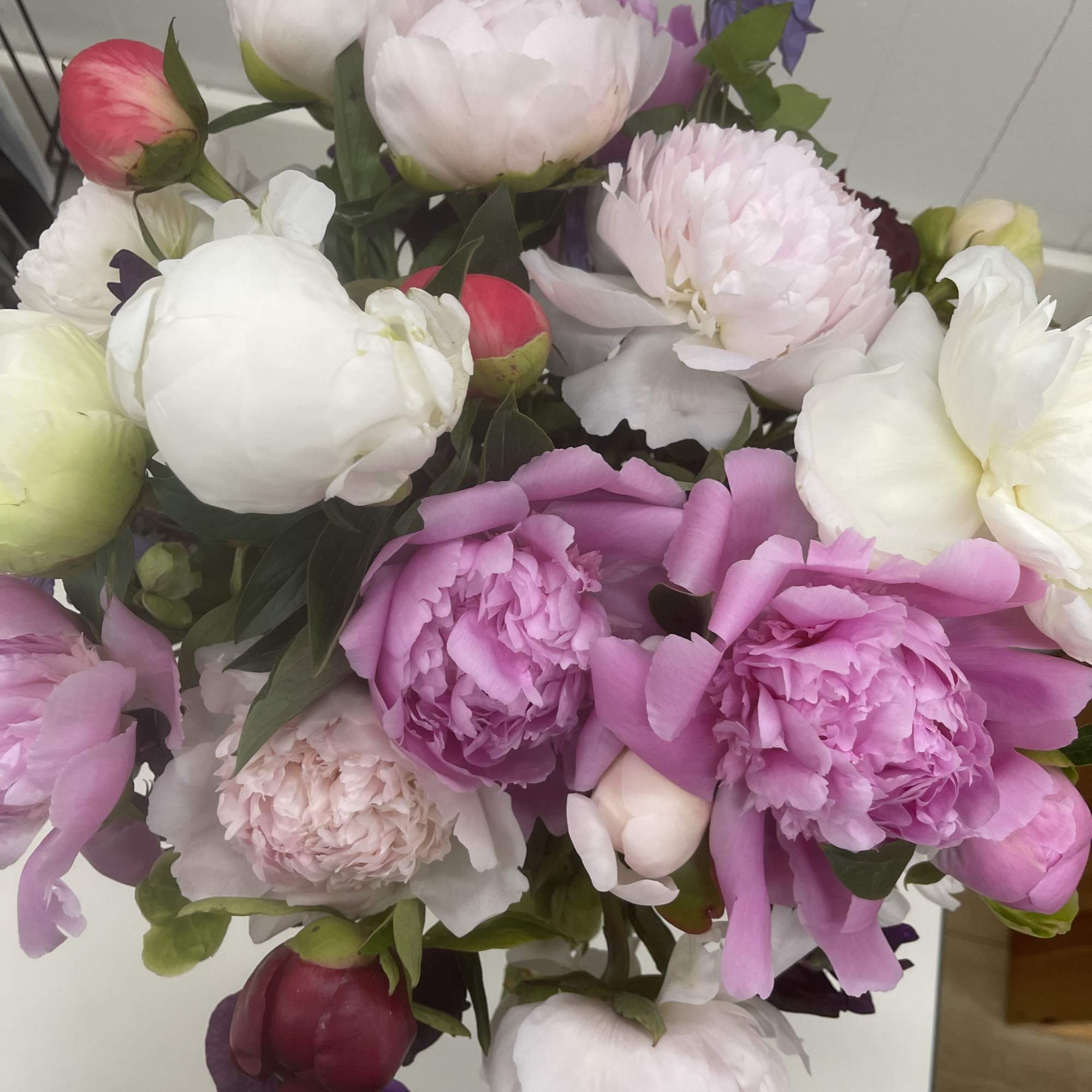 One dozen (12 stems) of peonies in a variety of colors, presented