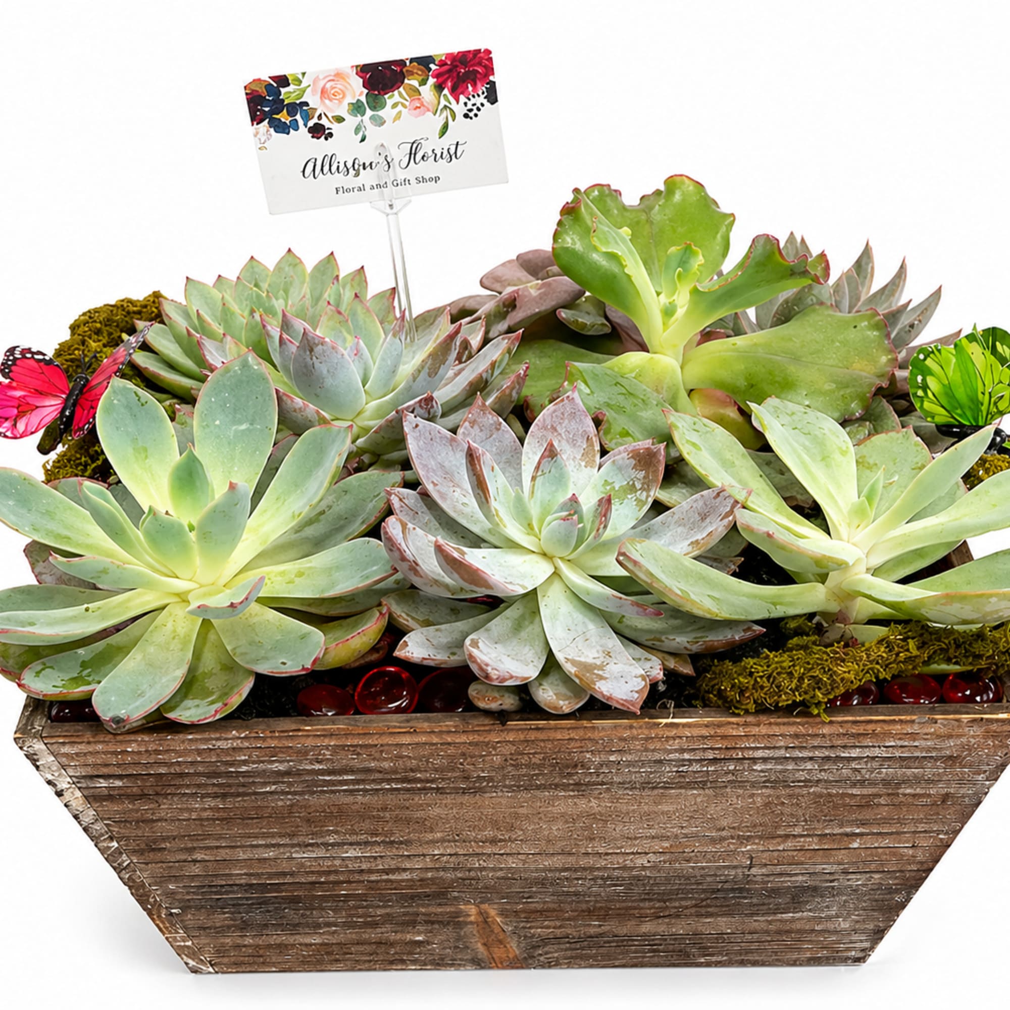 A beautifully arranged succulent garden featuring a variety of lush, rosette-style succulents