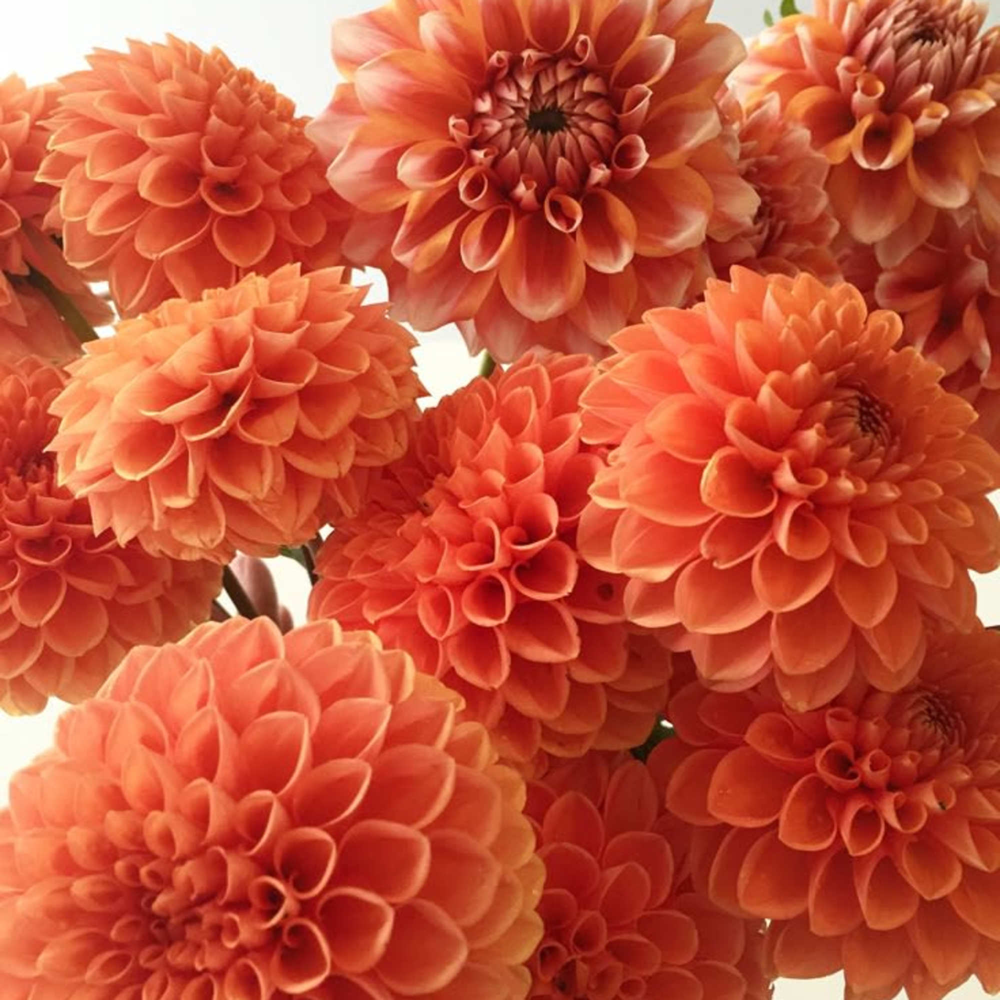 Cluster of orange dahlia blooms in close-up