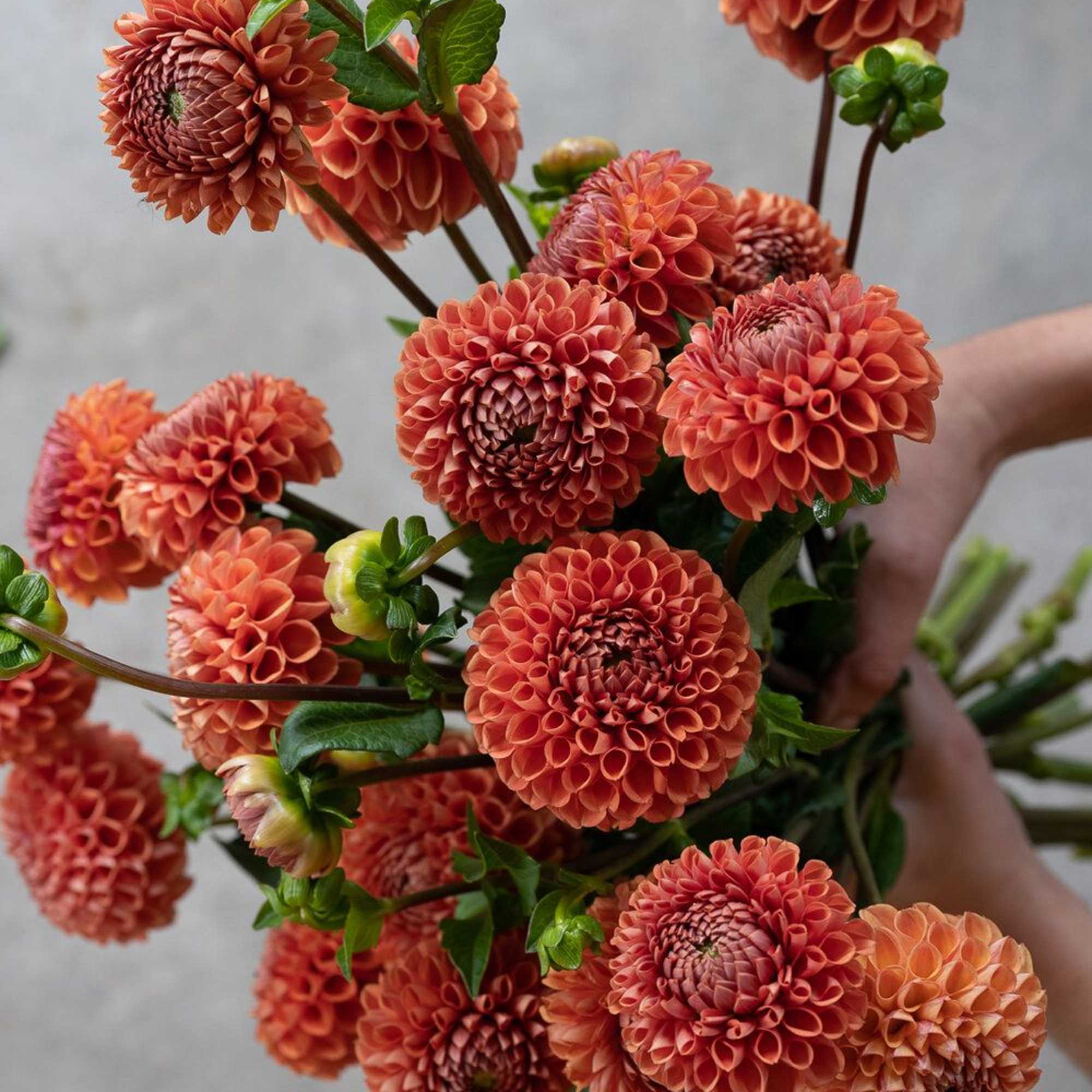 Bouquet of orange pompon dahlias held in hand