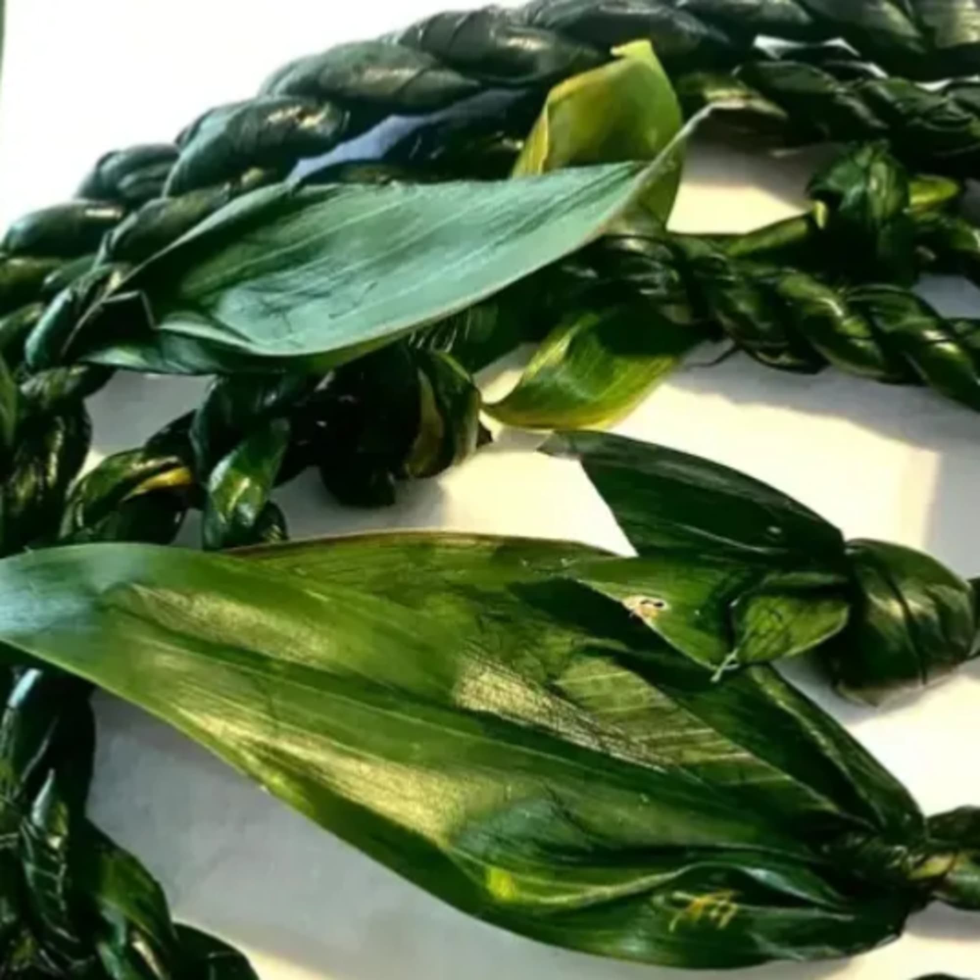 Close-up of glossy green braided leaves arranged in a wreath-like loop