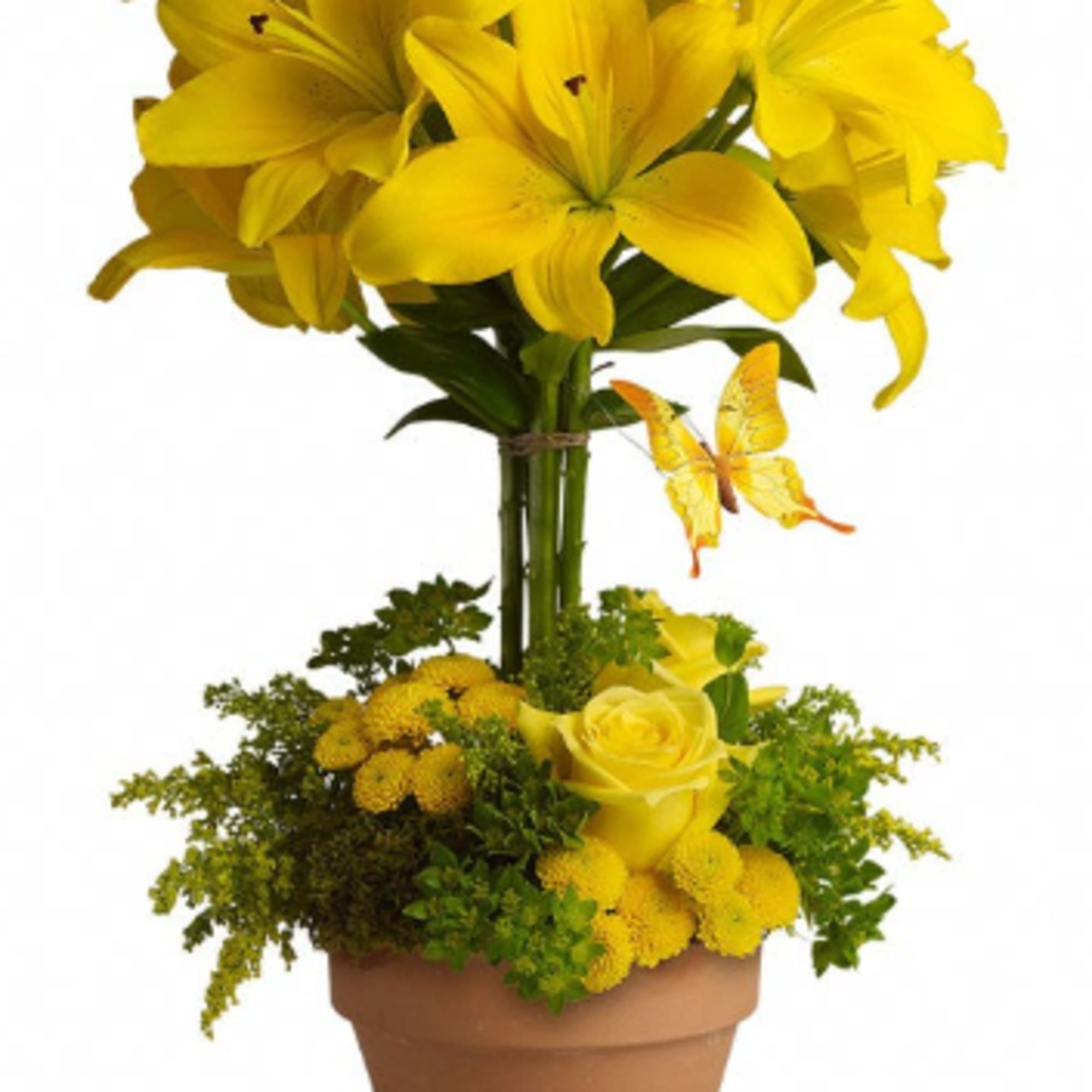 Sunlit yellow lilies tower above a compact mound of yellow roses in