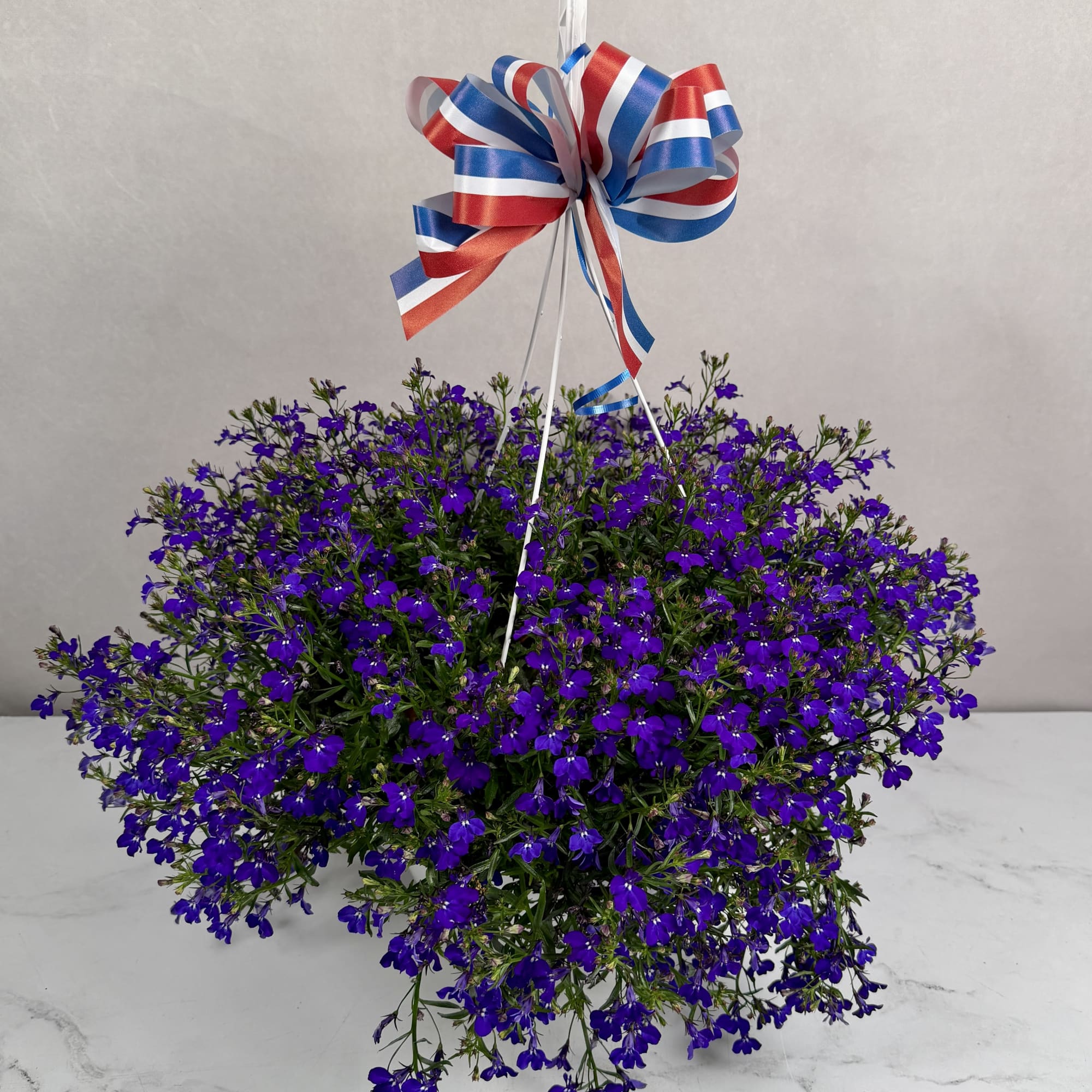 Celebrate Memorial Day in style with one of our stunning Lobelia Hanging
