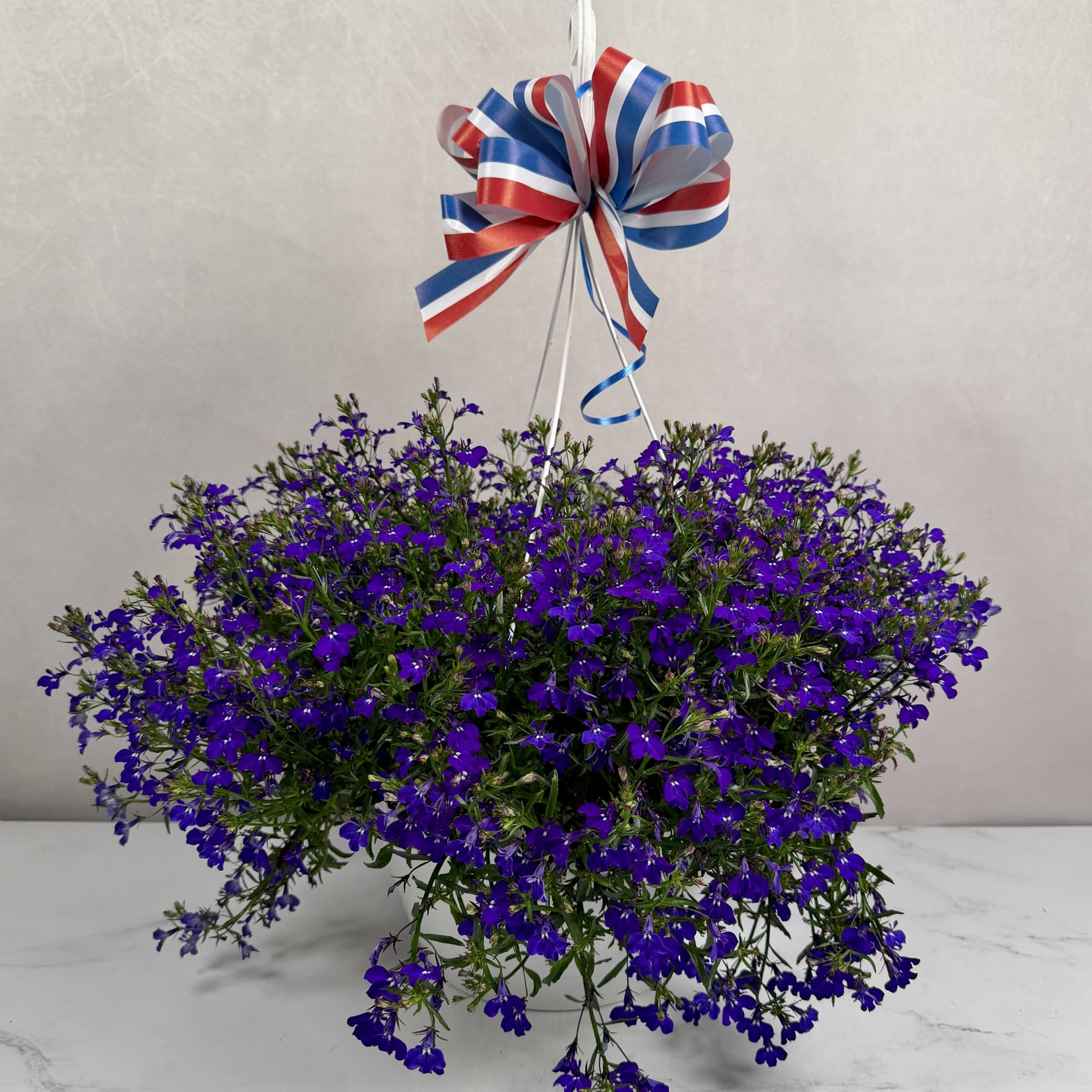 Celebrate Memorial Day in style with one of our stunning Lobelia Hanging