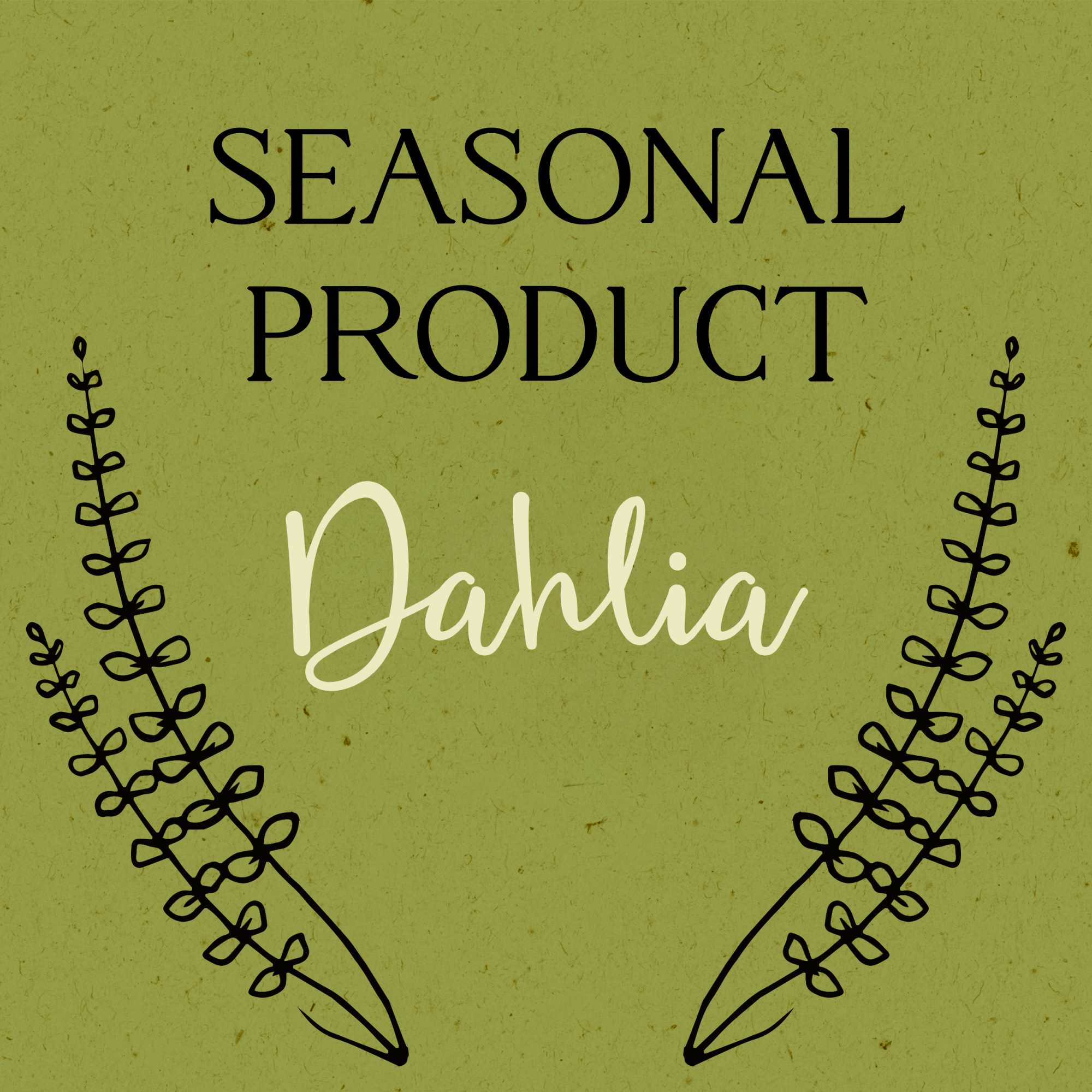 Text graphic reading Seasonal Product Dahlia with decorative stems