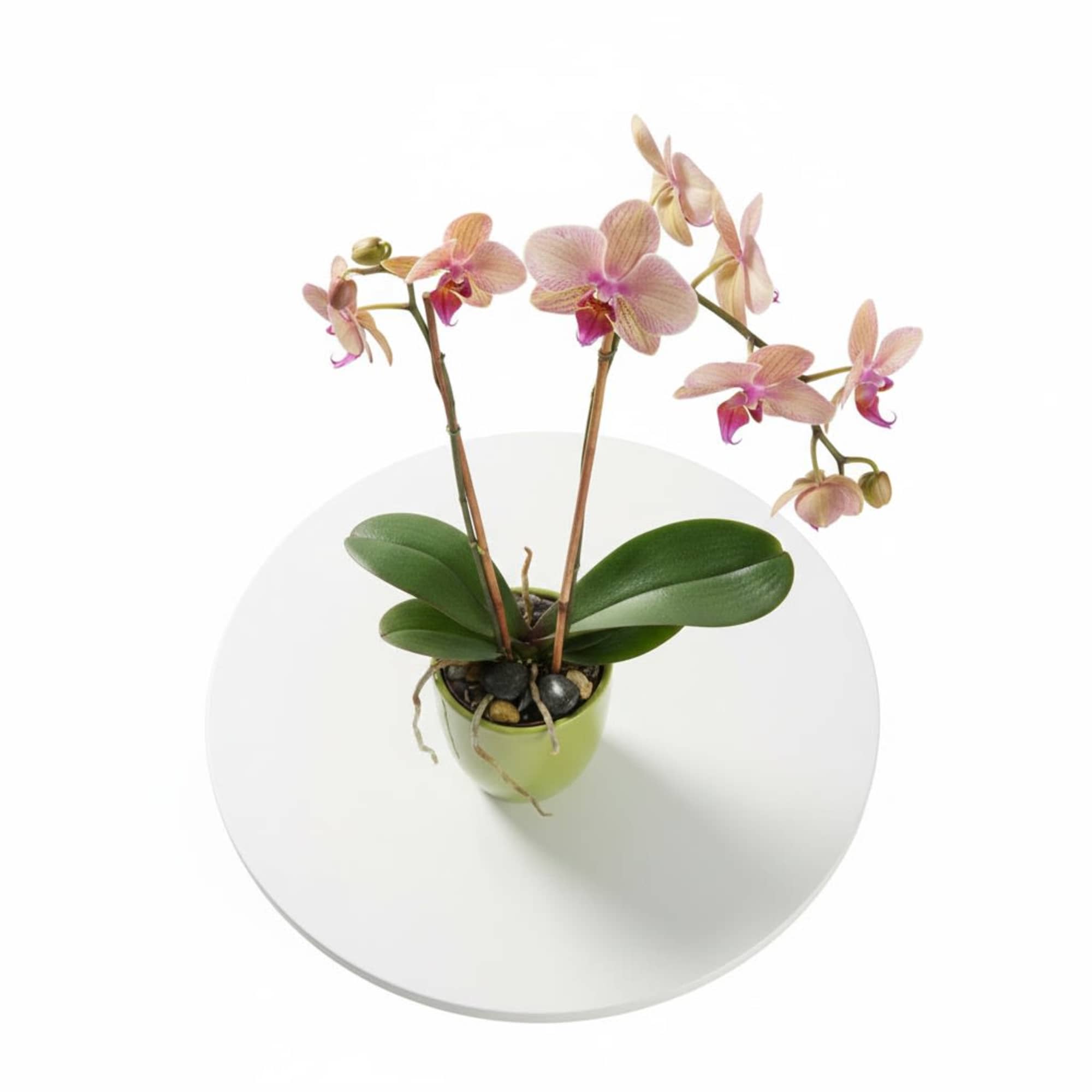  Pet Friendly?
Yes.
Phalaenopsis orchids are considered non-toxic to cats and dogs per