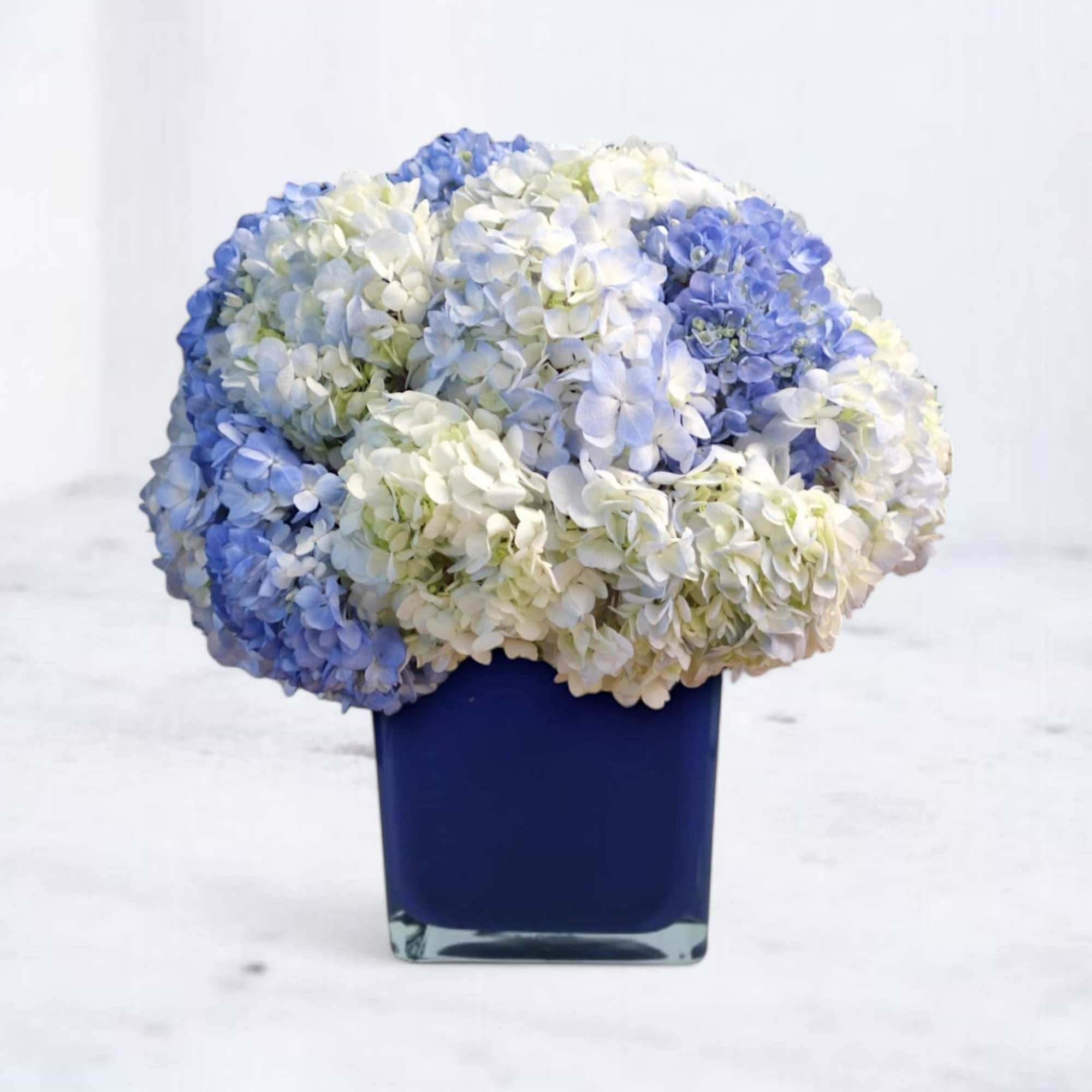 Blue and white hydrangeas arranged in a dark blue square vase