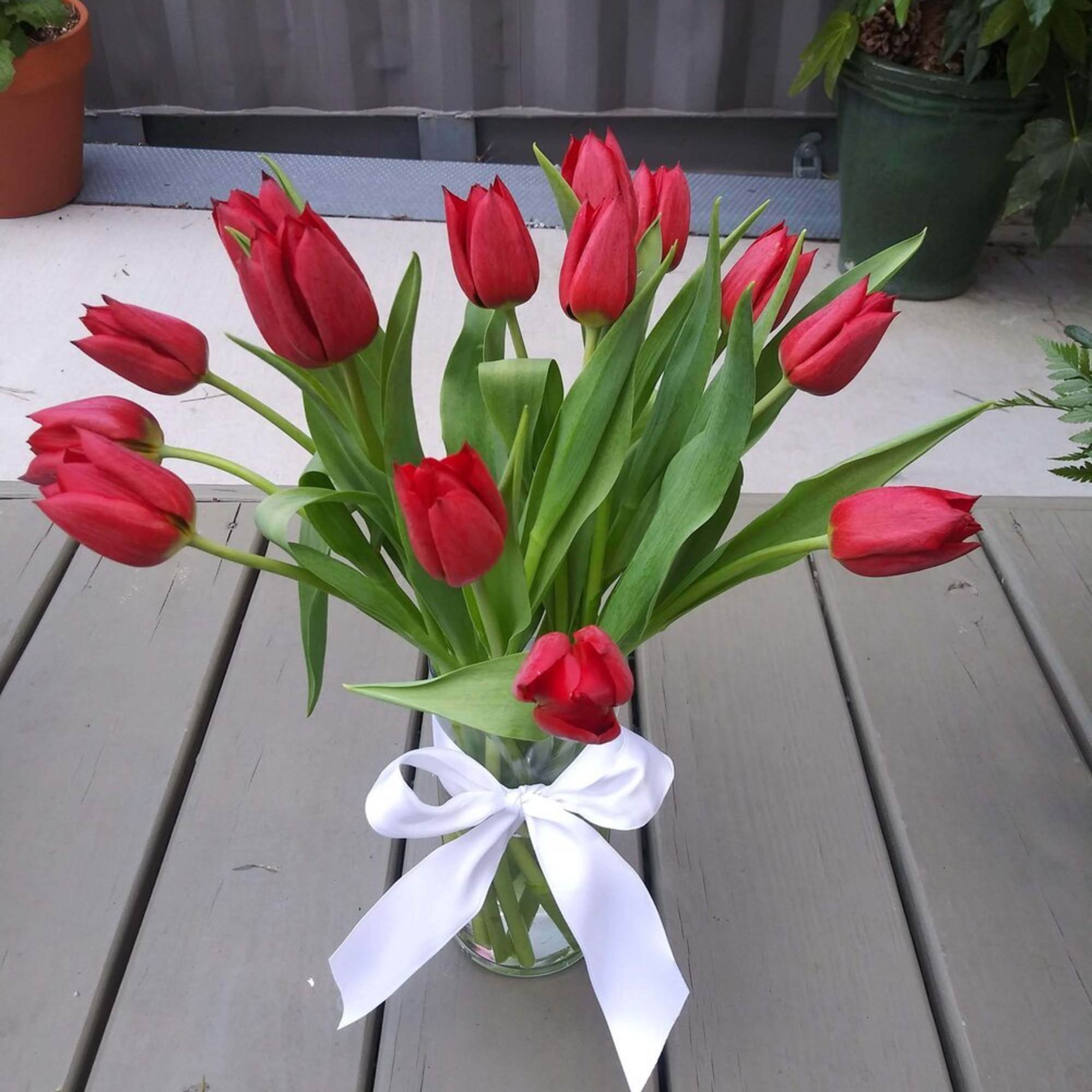 Red tulips in a clear glass vase tied with a white ribbon