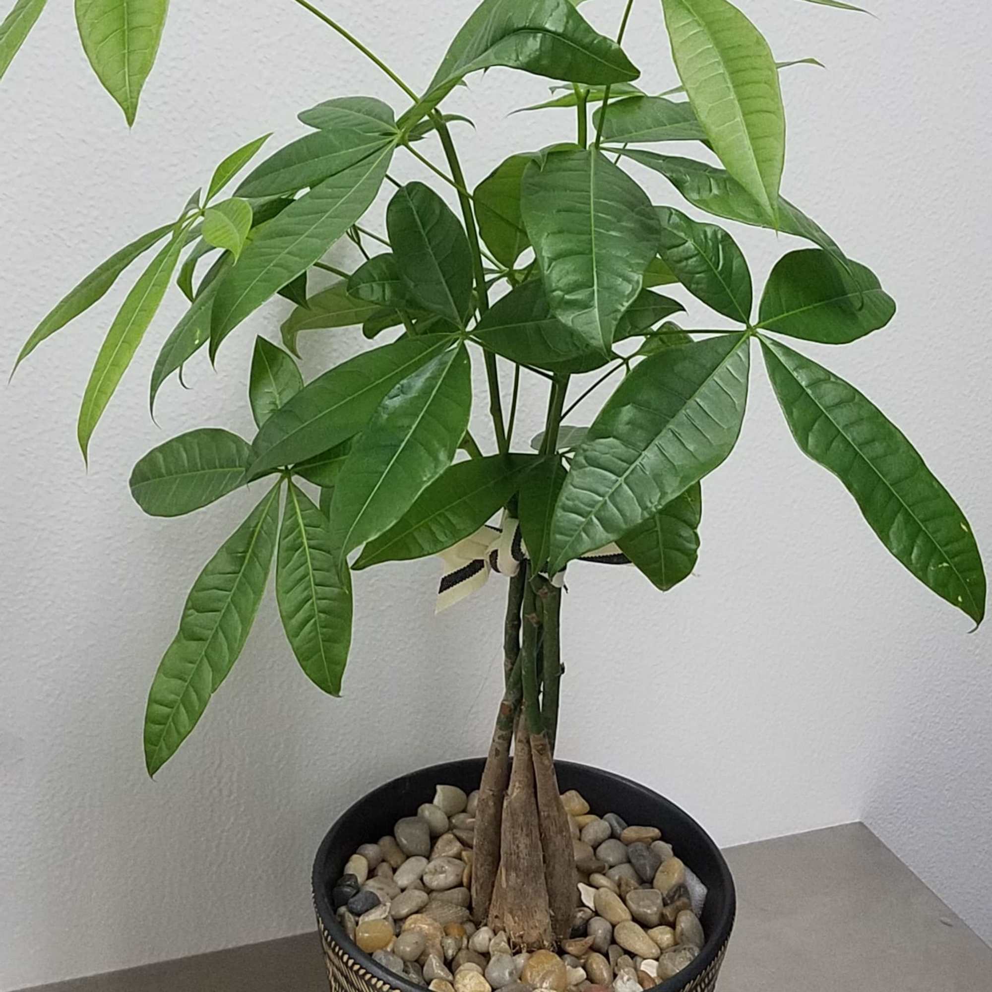 Potted money tree plant with braided trunk and pebbles in a decorative pot
