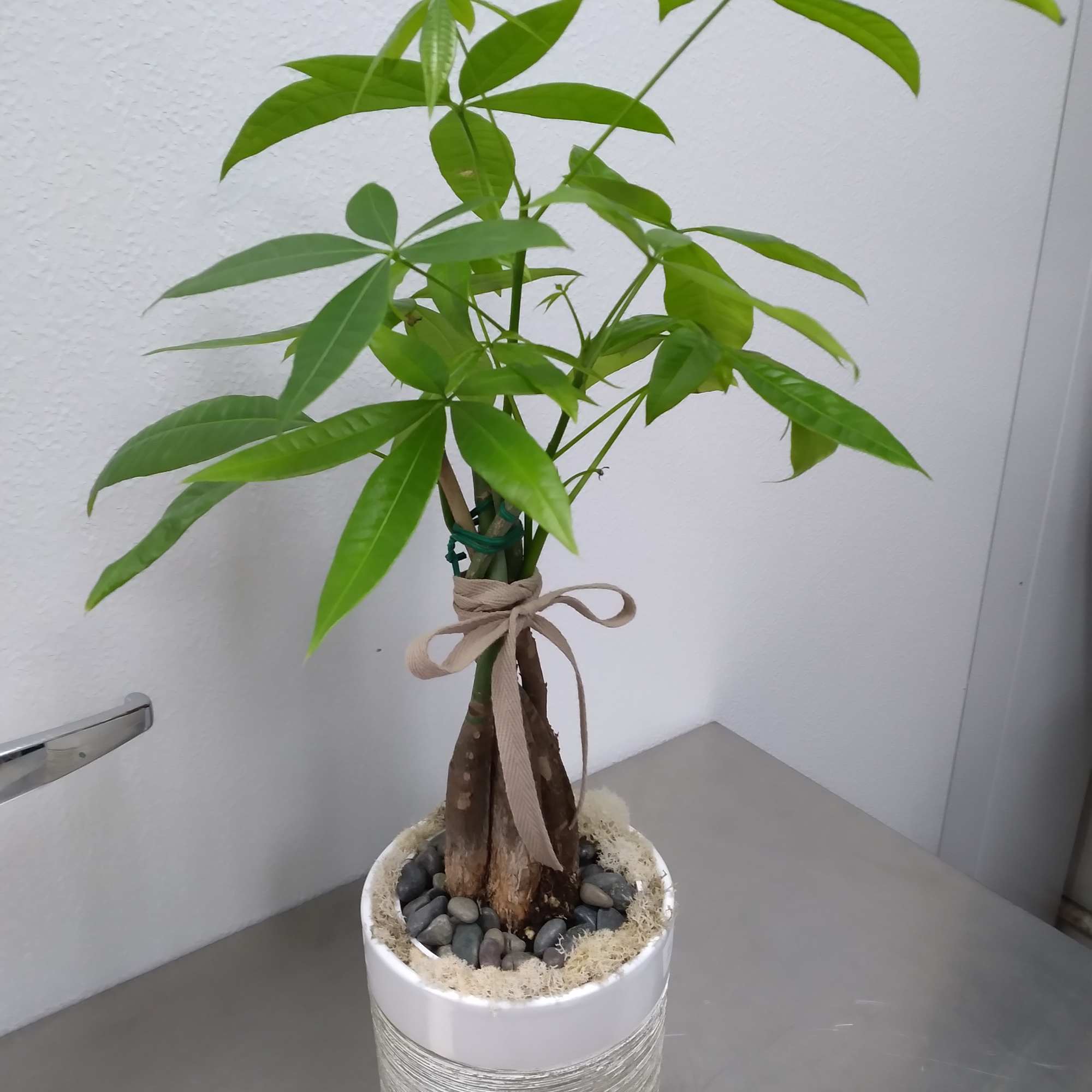 Potted money tree plant in a white ceramic container with a ribbon bow