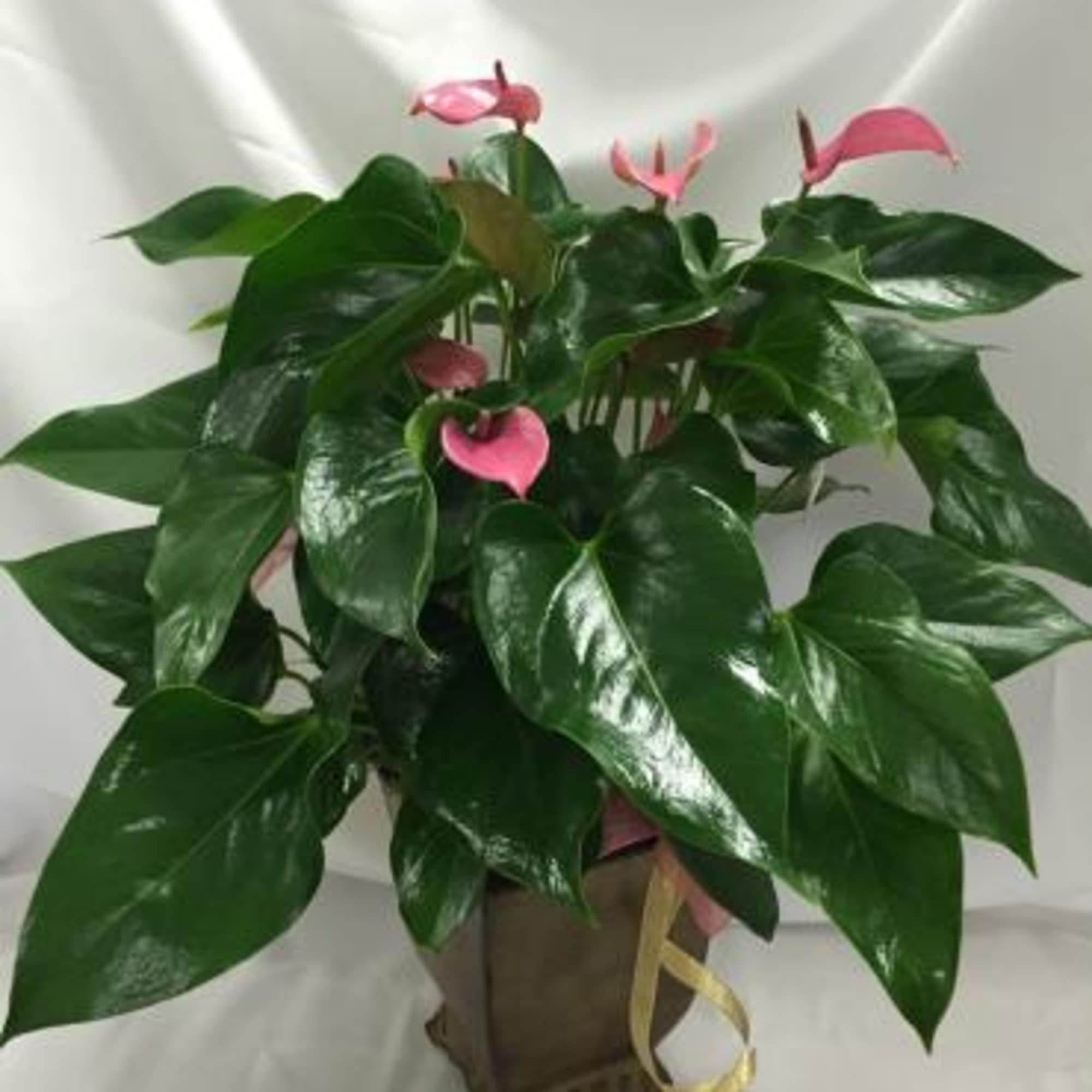 Potted anthurium plant with pink blooms and glossy green leaves