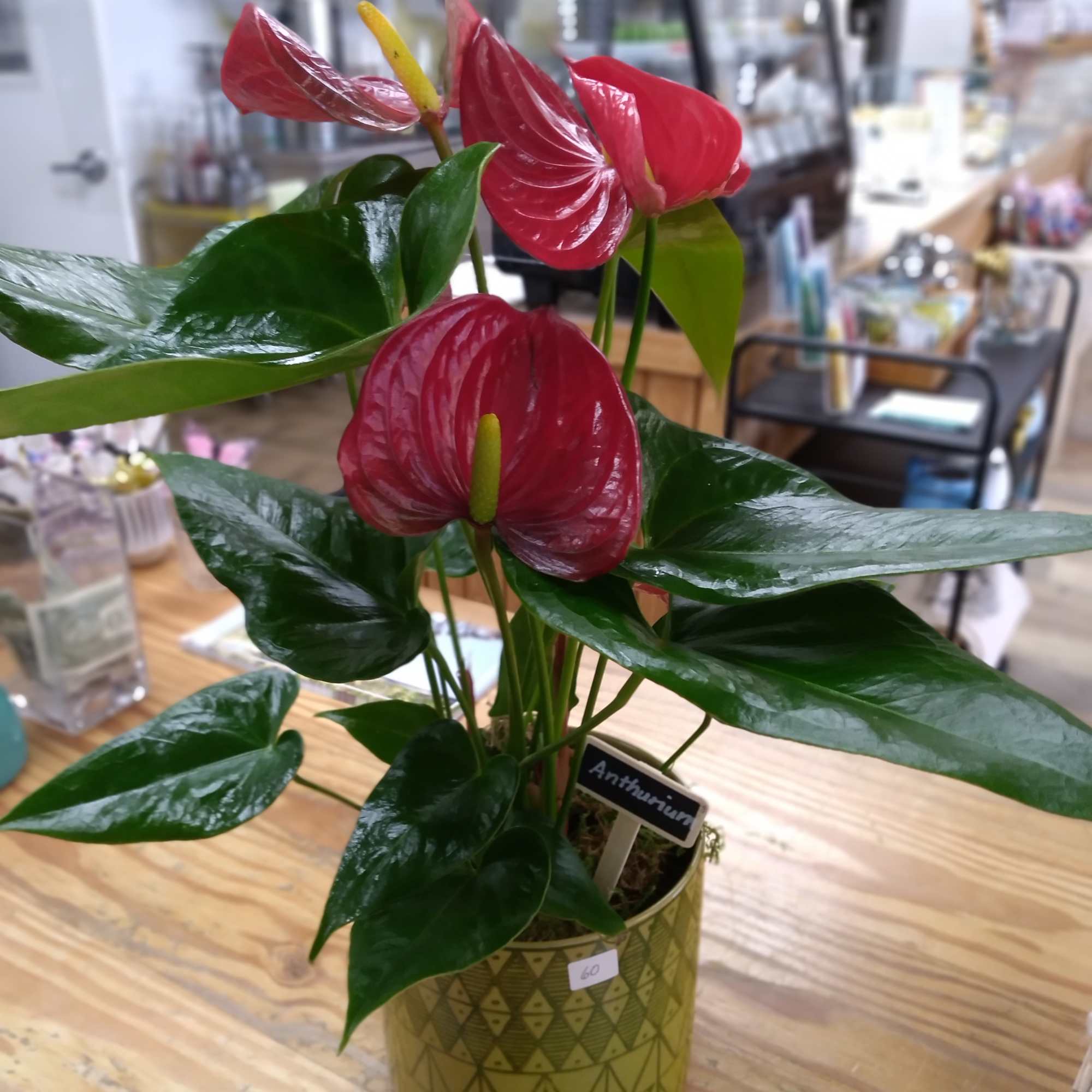 Potted anthurium plant with red blooms in a patterned container